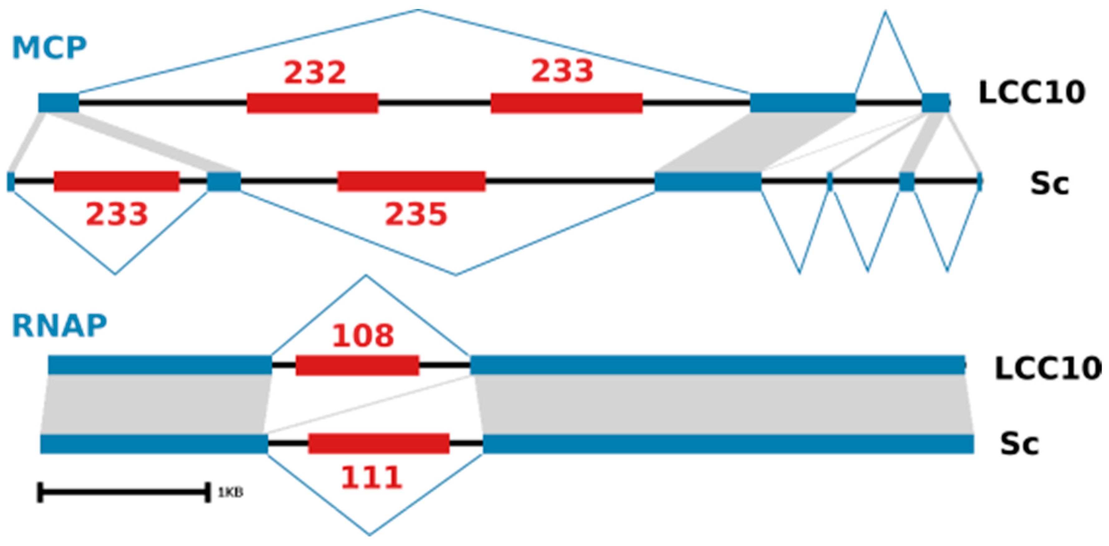 Viruses 13 00148 g004 Viruses 13 00148 g004