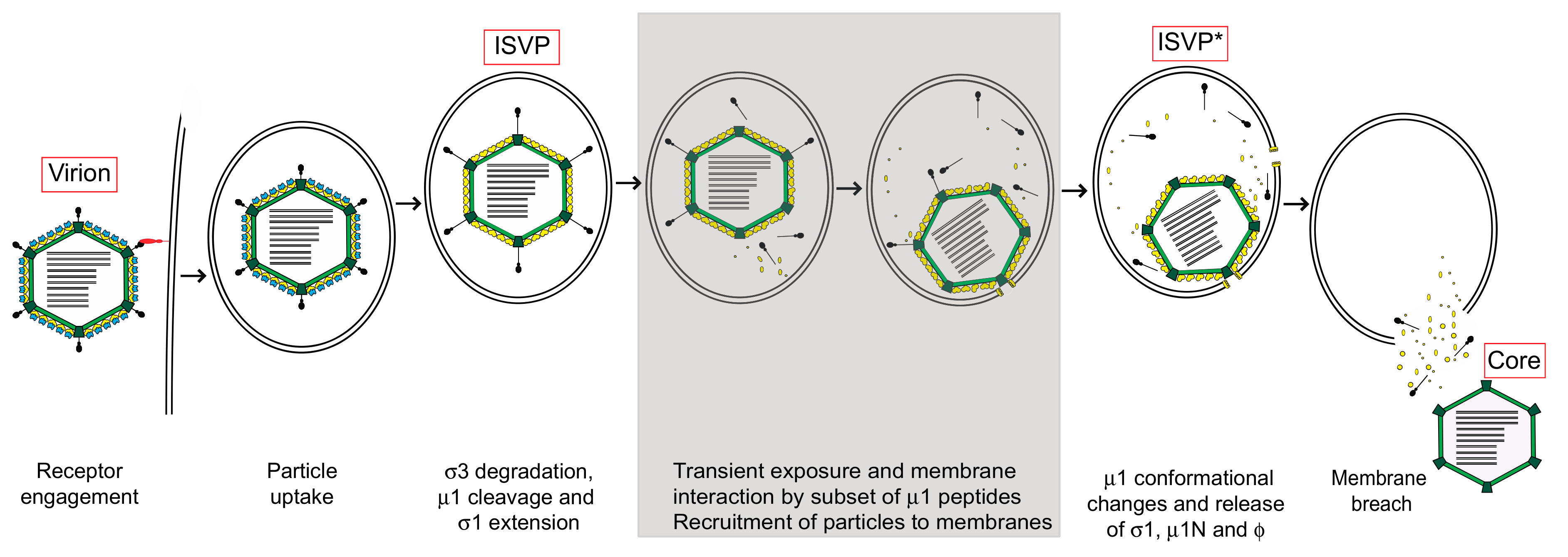 Viruses 13 00153 g002