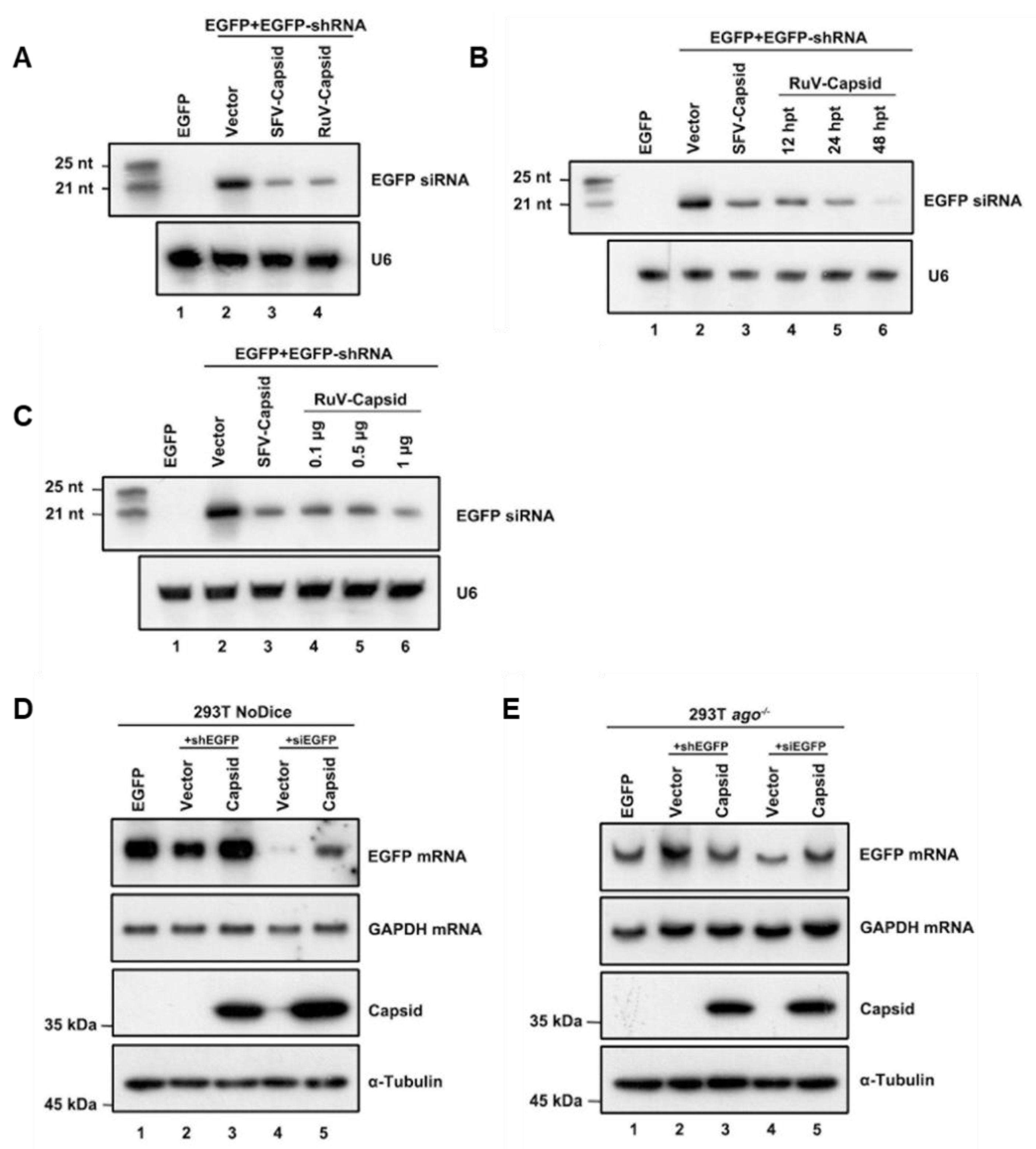 Viruses 13 00154 g002 Viruses 13 00154 g002