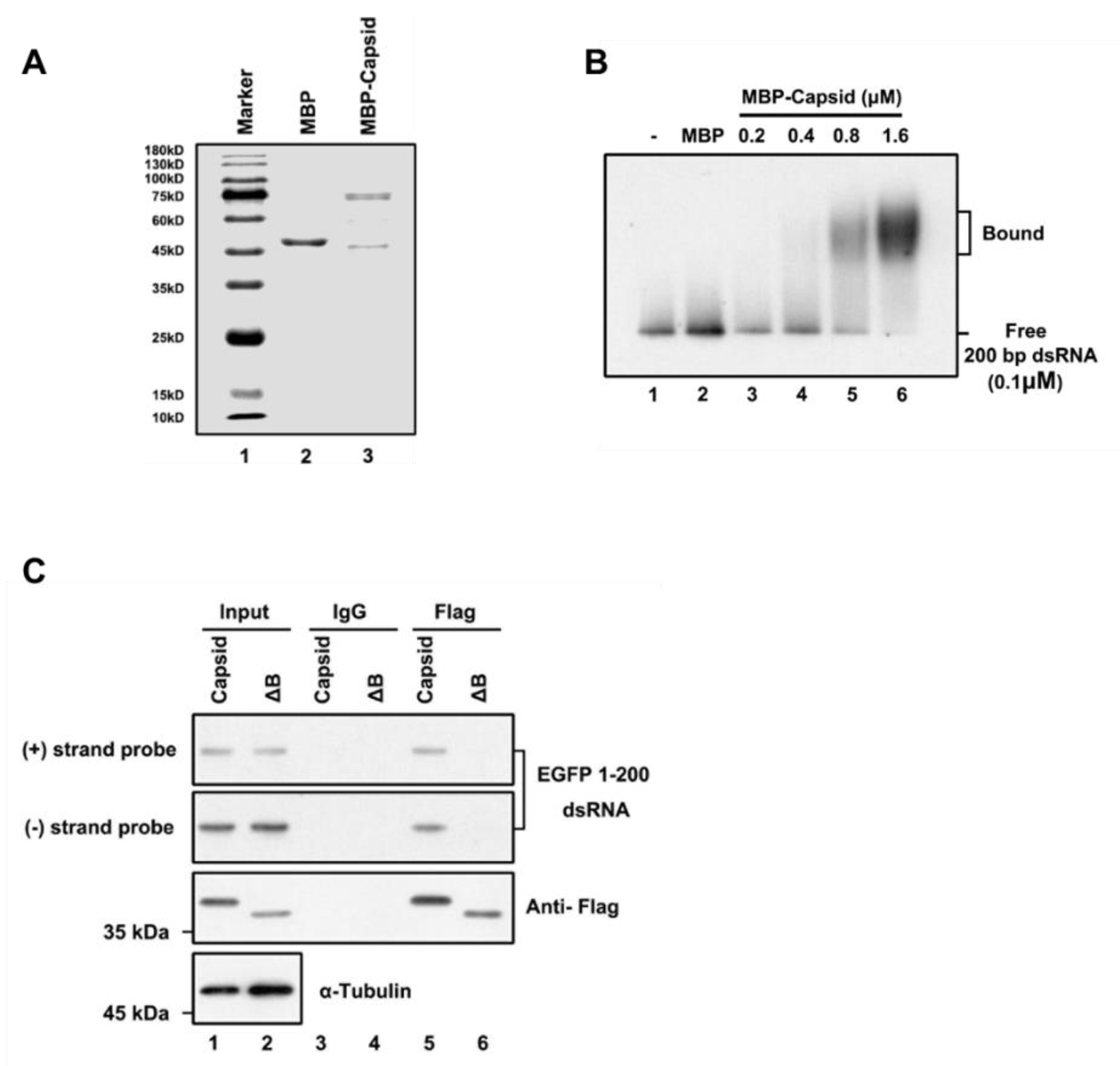 Viruses 13 00154 g003 Viruses 13 00154 g003
