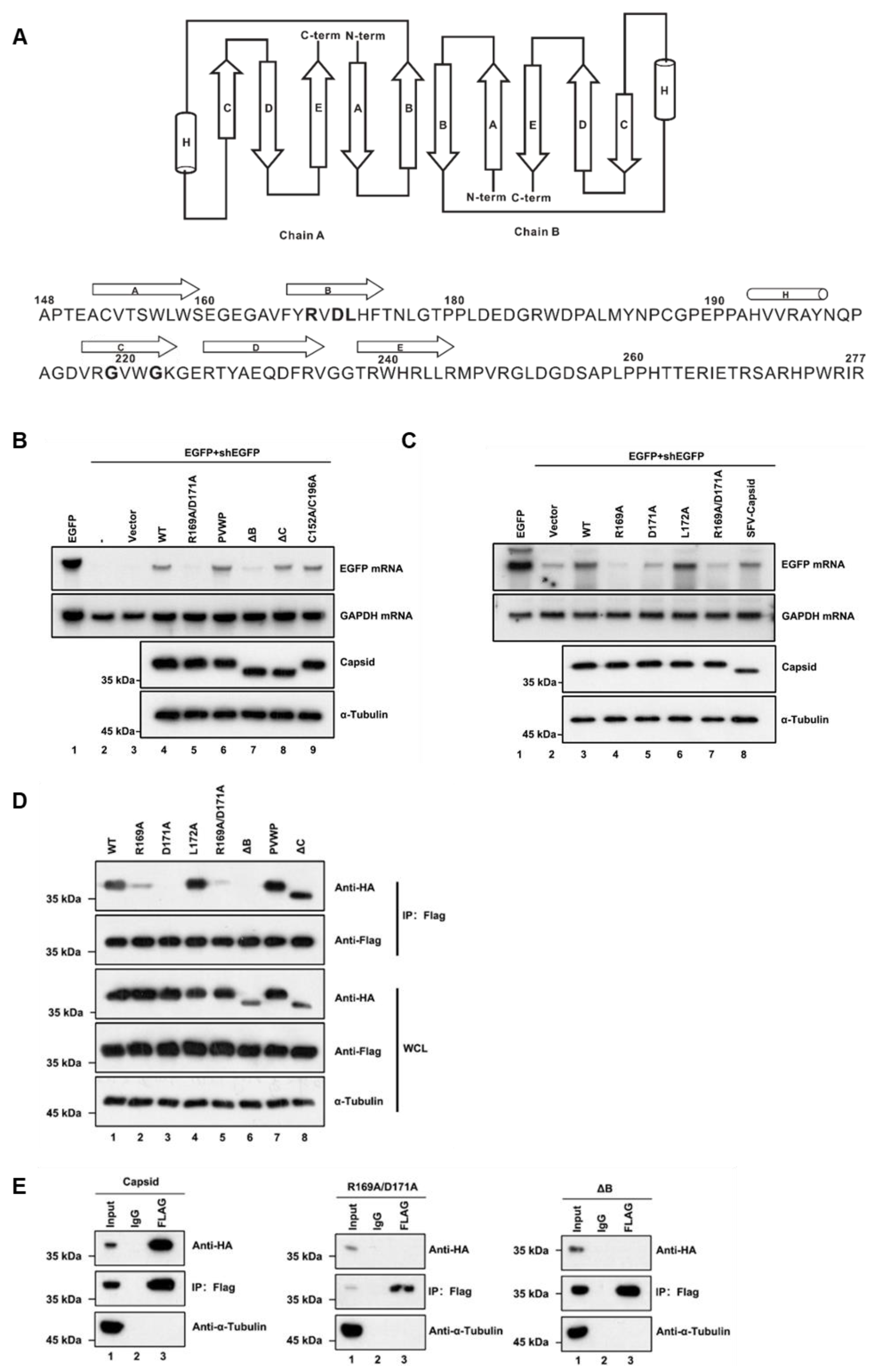 Viruses 13 00154 g004 Viruses 13 00154 g004