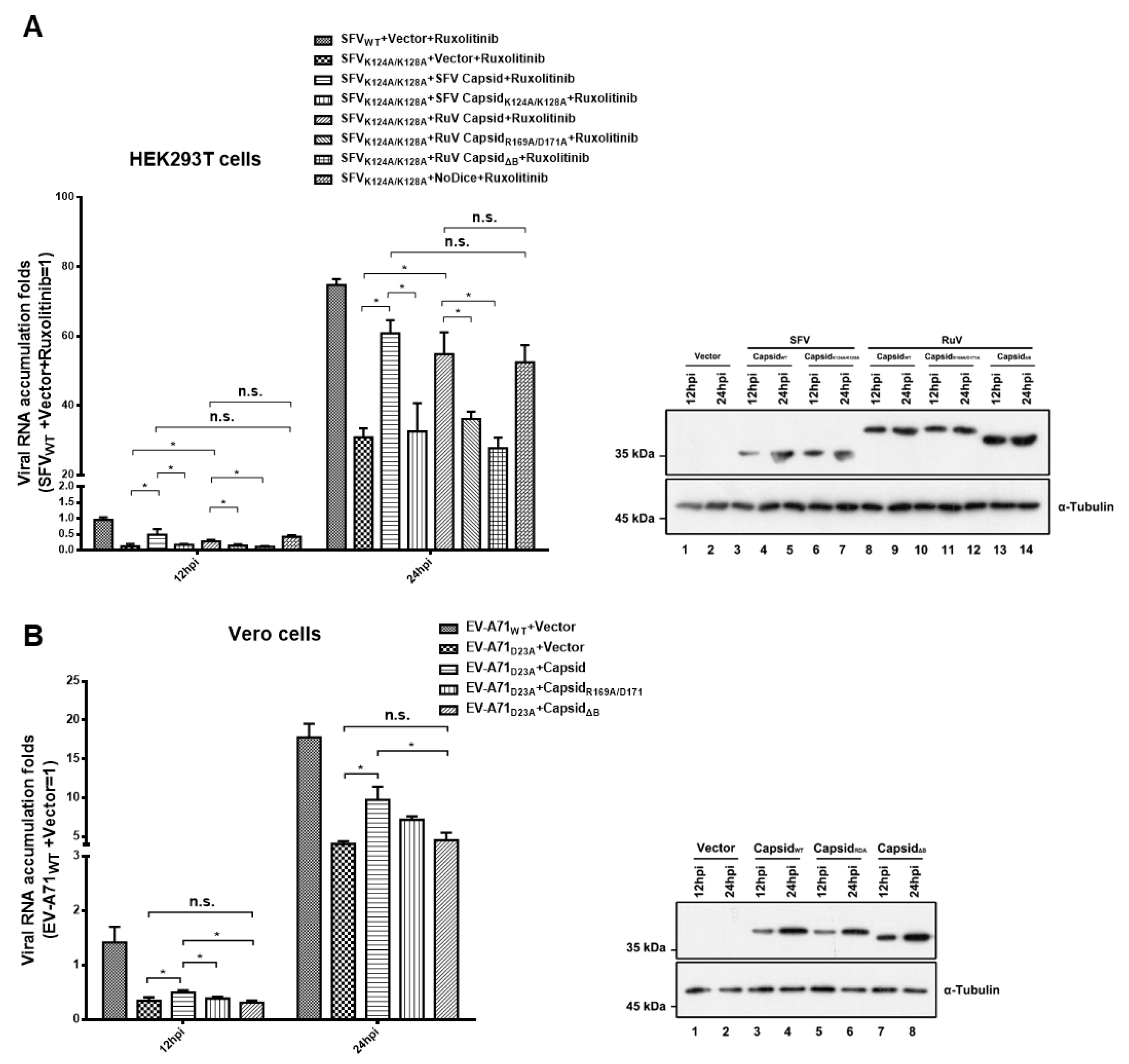 Viruses 13 00154 g005 Viruses 13 00154 g005