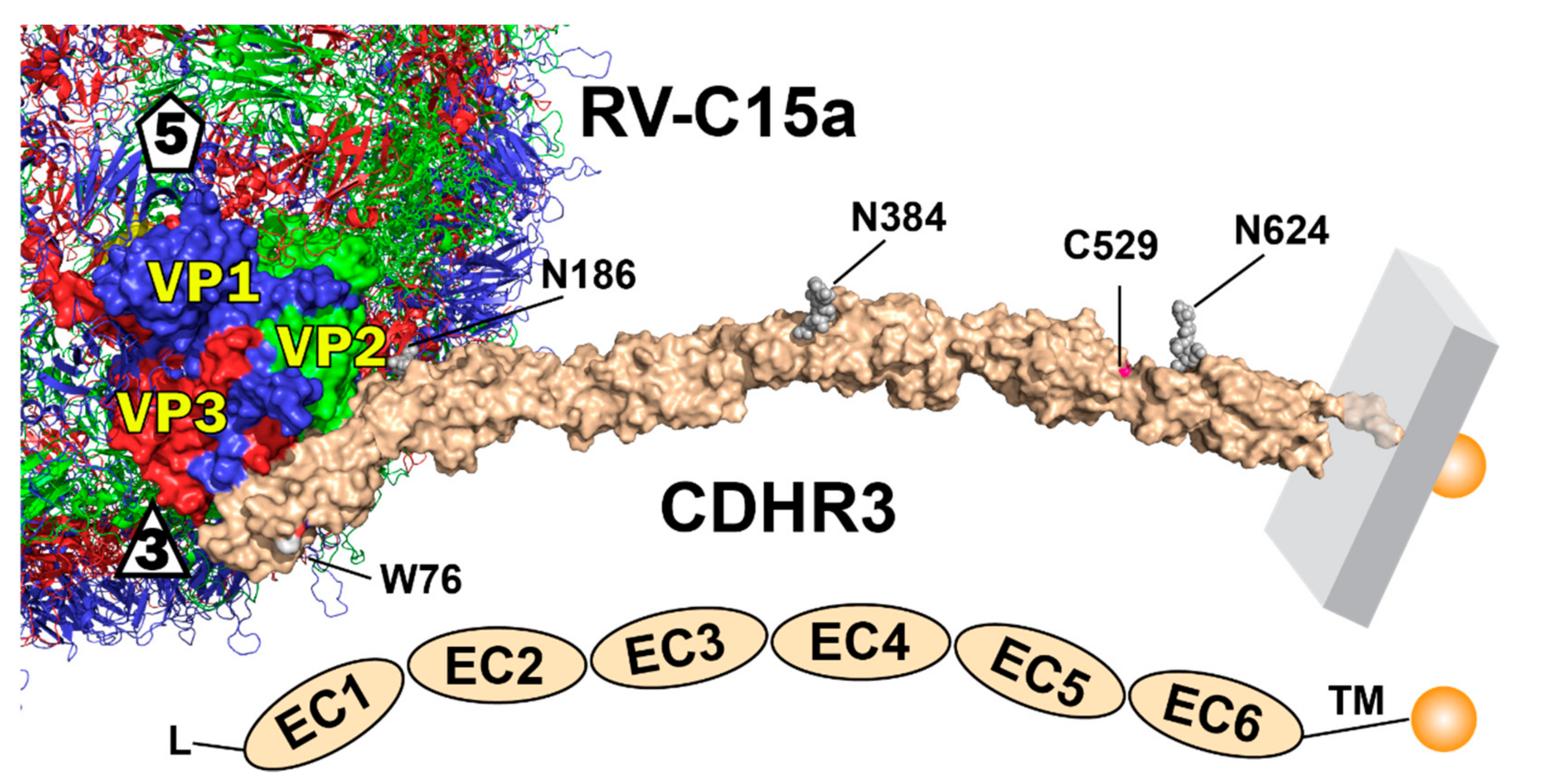 Viruses 13 00159 g006
