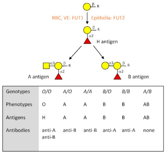 Compatibility Of Blood Types: ABO Blood Group System - Lab Me