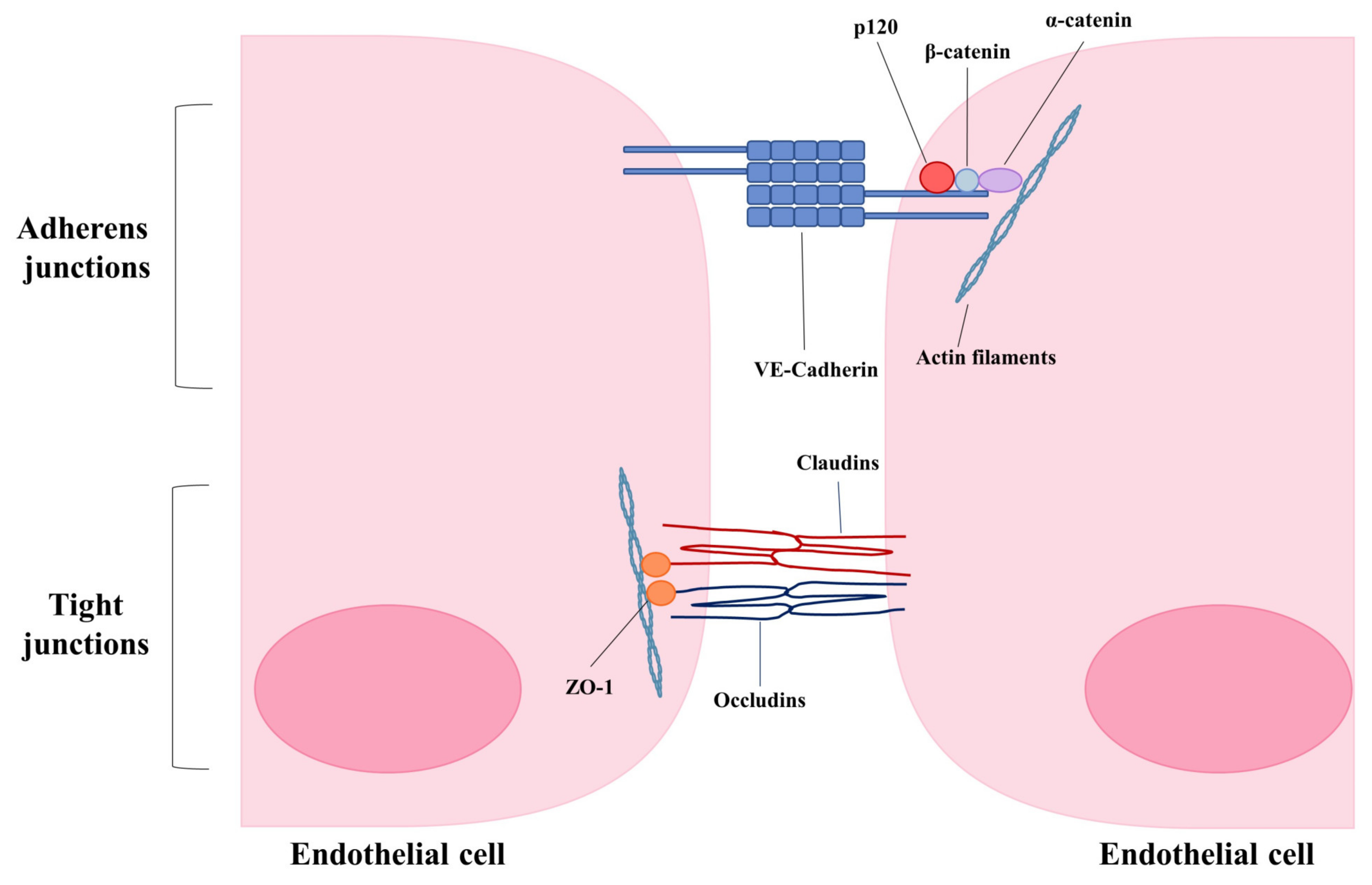 Interactions of Influenza and SARS-CoV-2 with the Lung