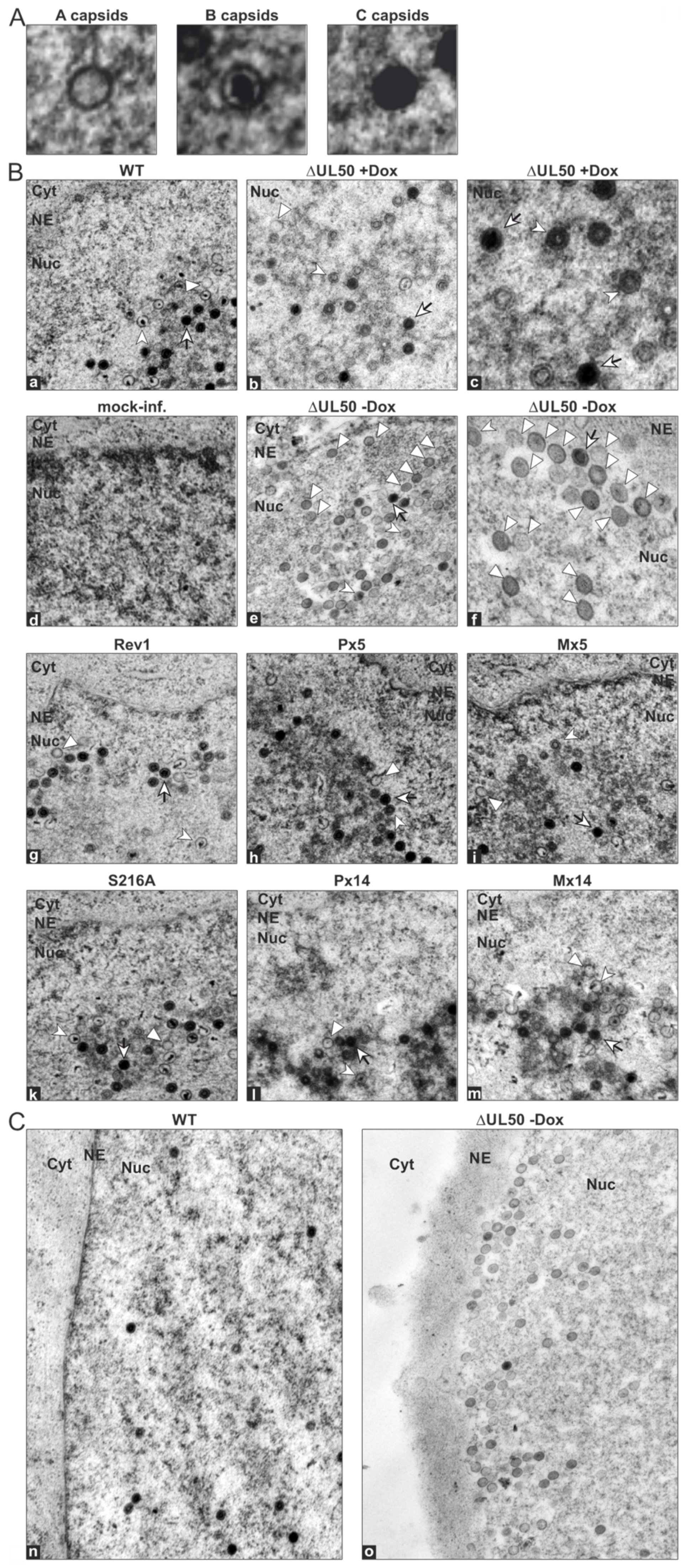 Viruses 13 00165 g007 Viruses 13 00165 g007