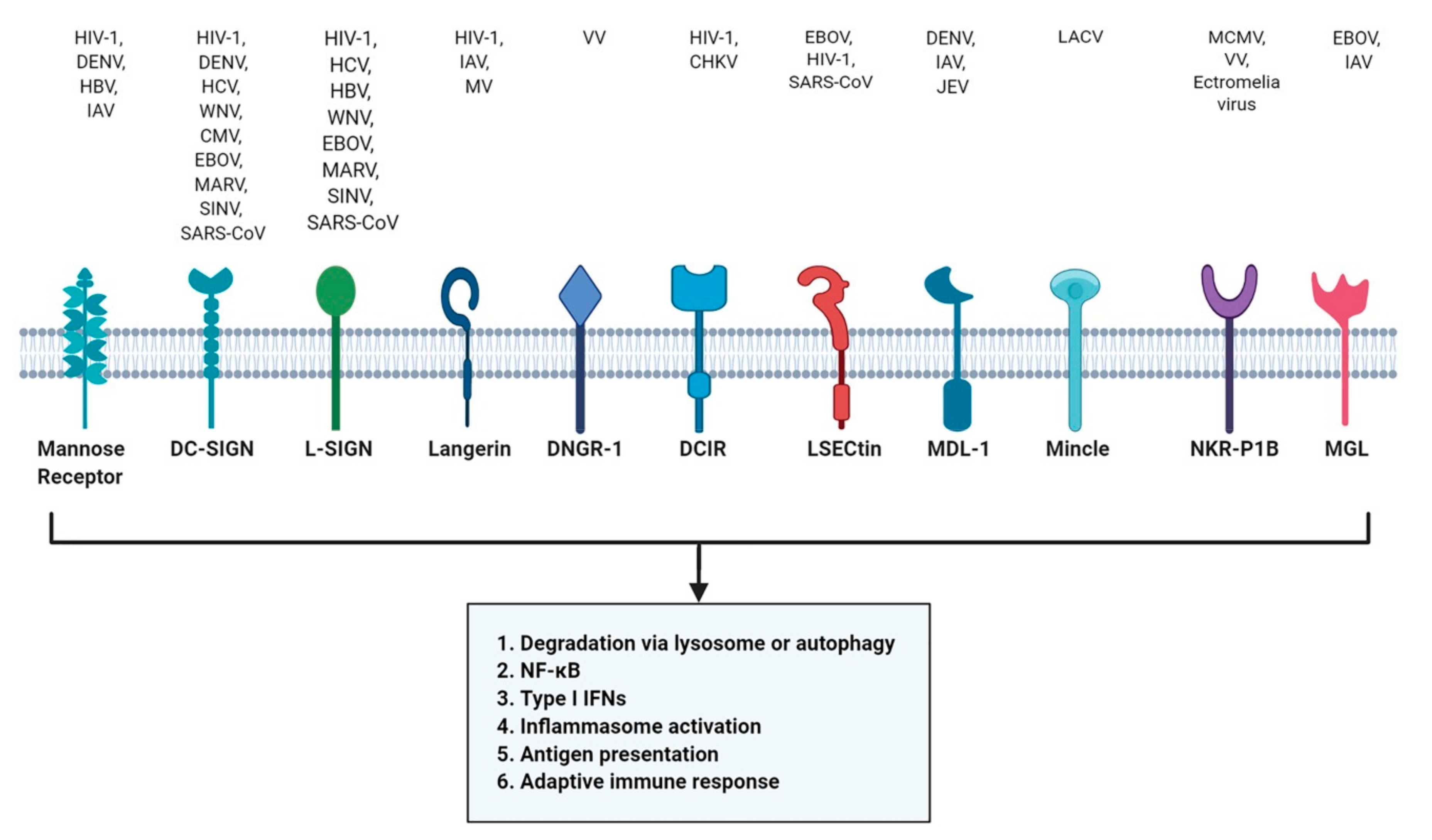 Viruses 13 00170 g002 Viruses 13 00170 g002
