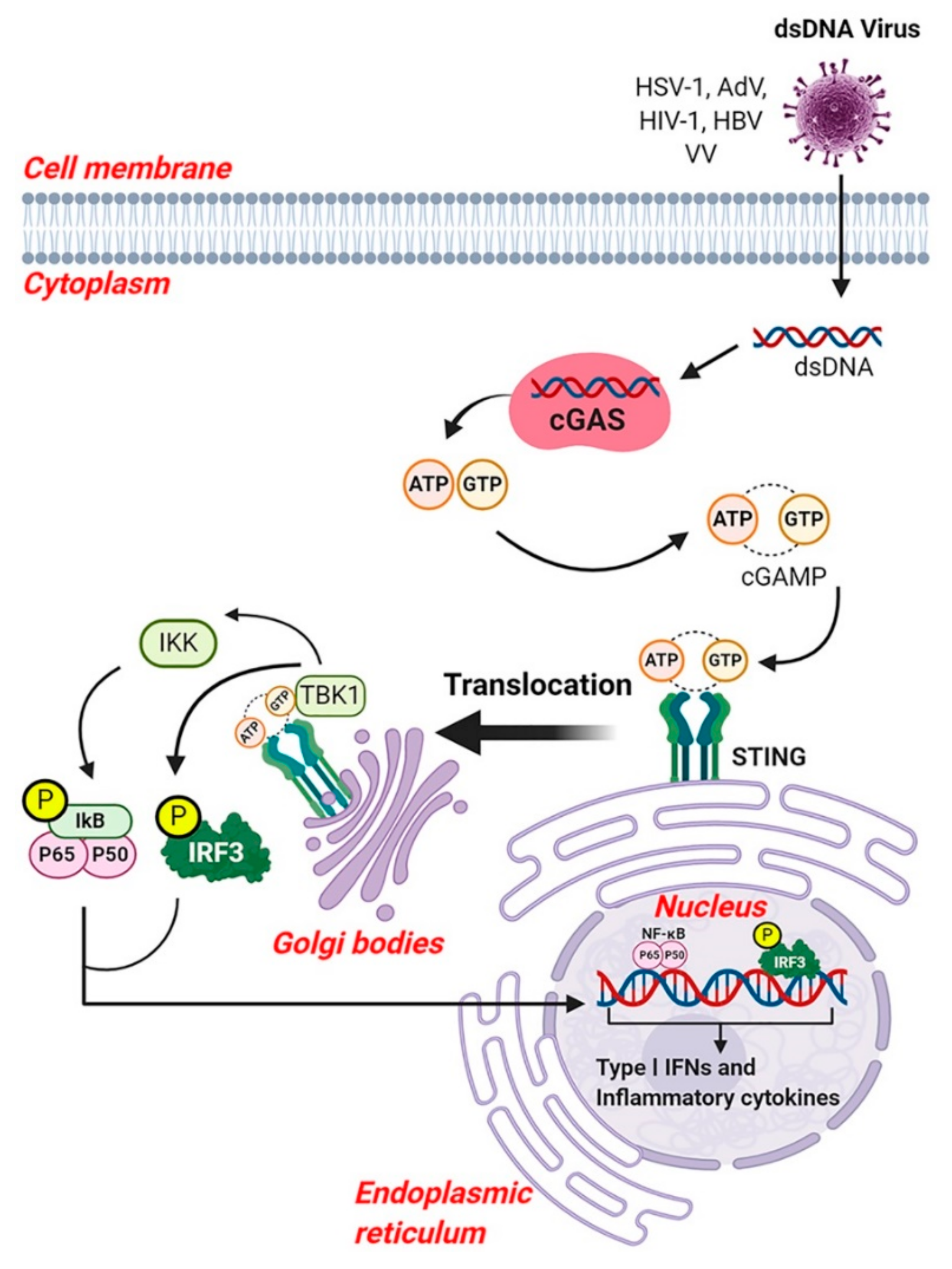 Viruses 13 00170 g006 Viruses 13 00170 g006