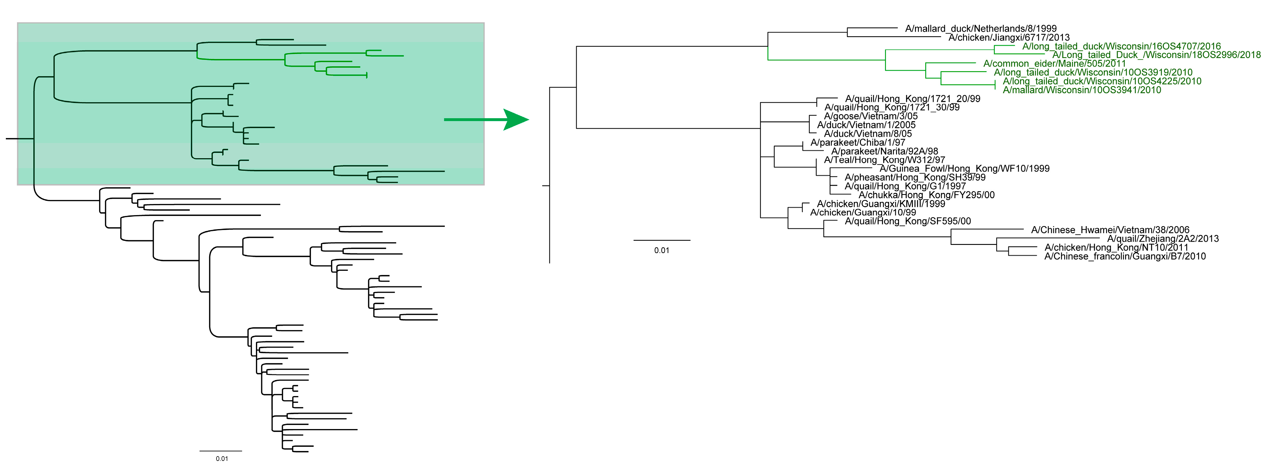 Viruses 13 00172 g002 Viruses 13 00172 g002