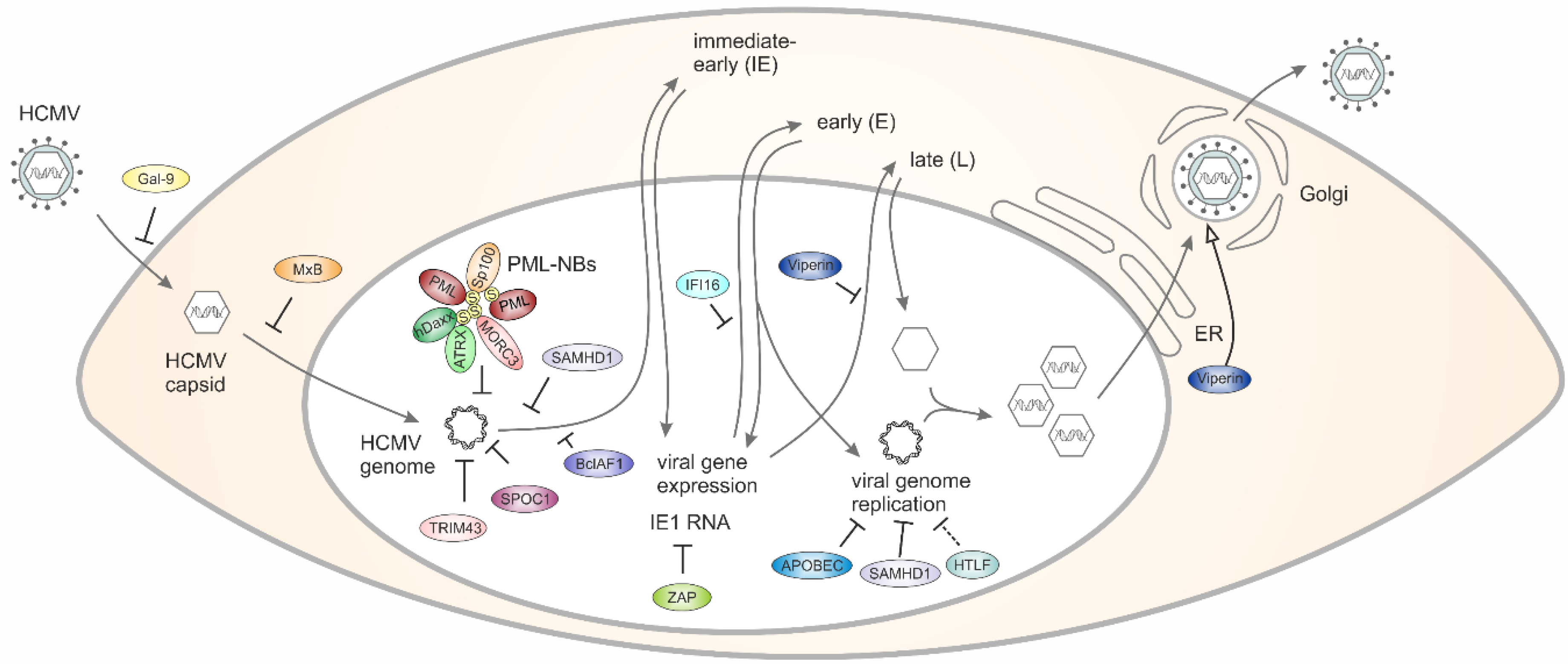 Viruses 13 00179 g001 Viruses 13 00179 g001