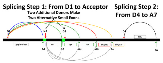 HIV-1: To Splice or Not to Splice, That Is the Question HIV-1: To Splice or Not to Splice, That Is the Question