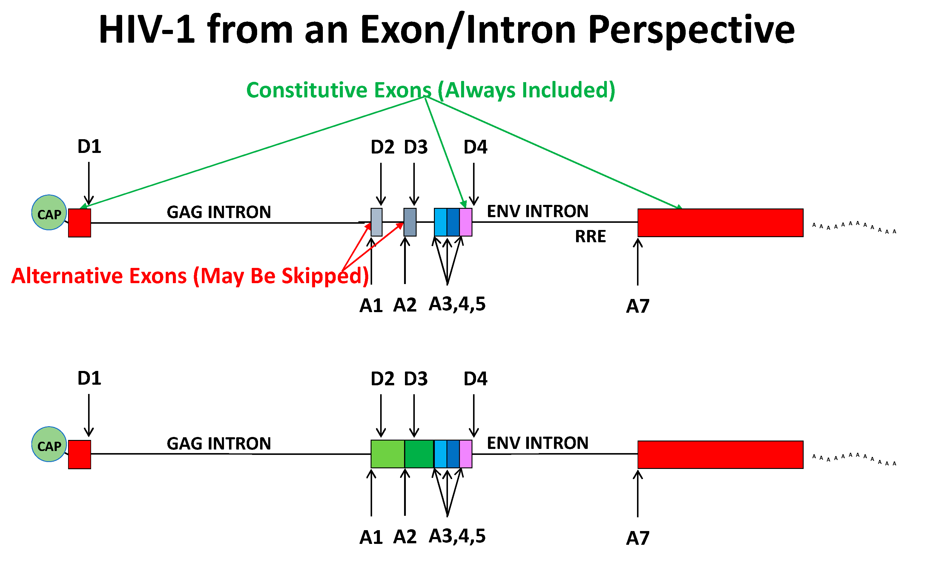 Viruses 13 00181 g002
