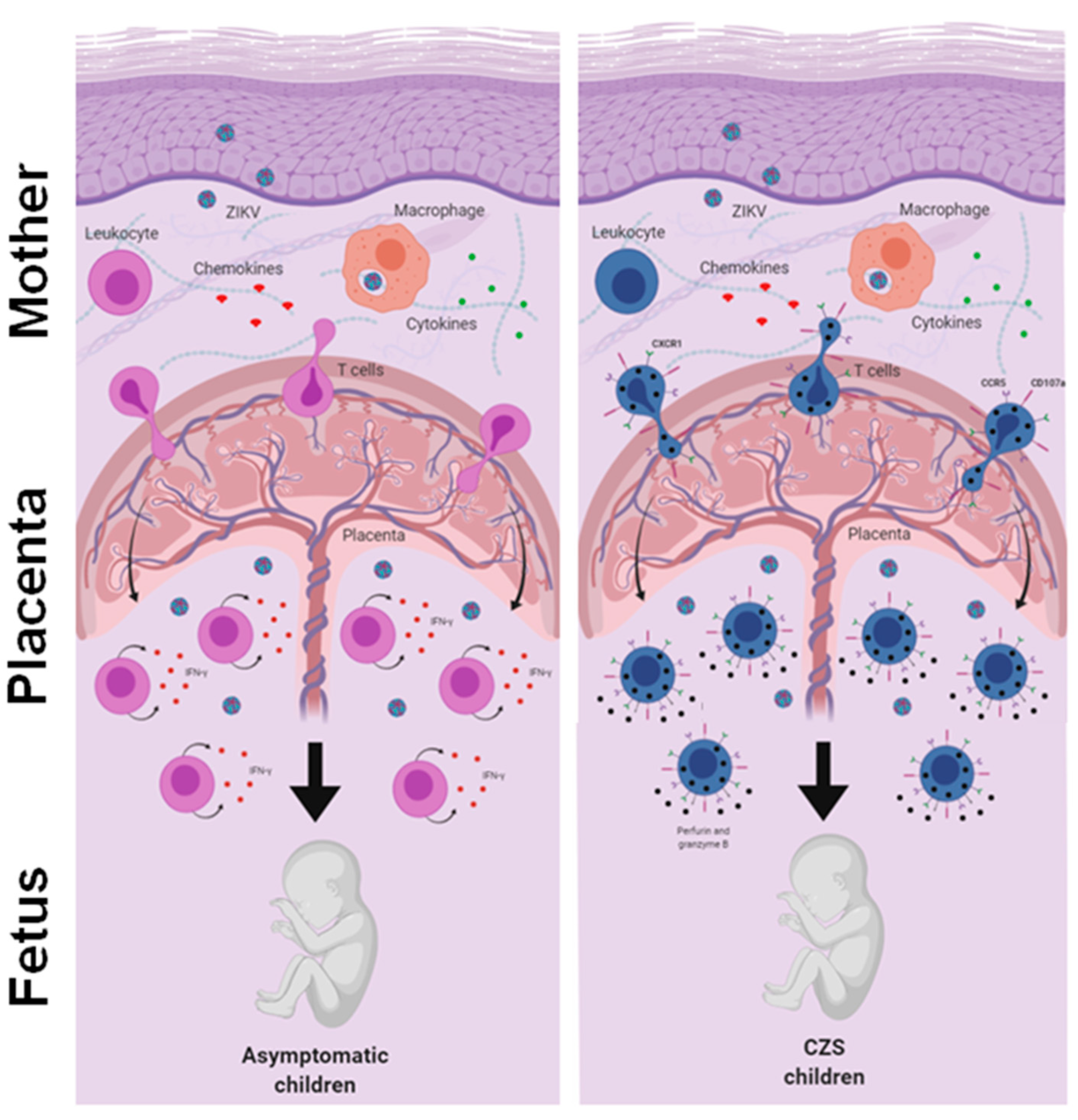 Viruses 13 00191 g005