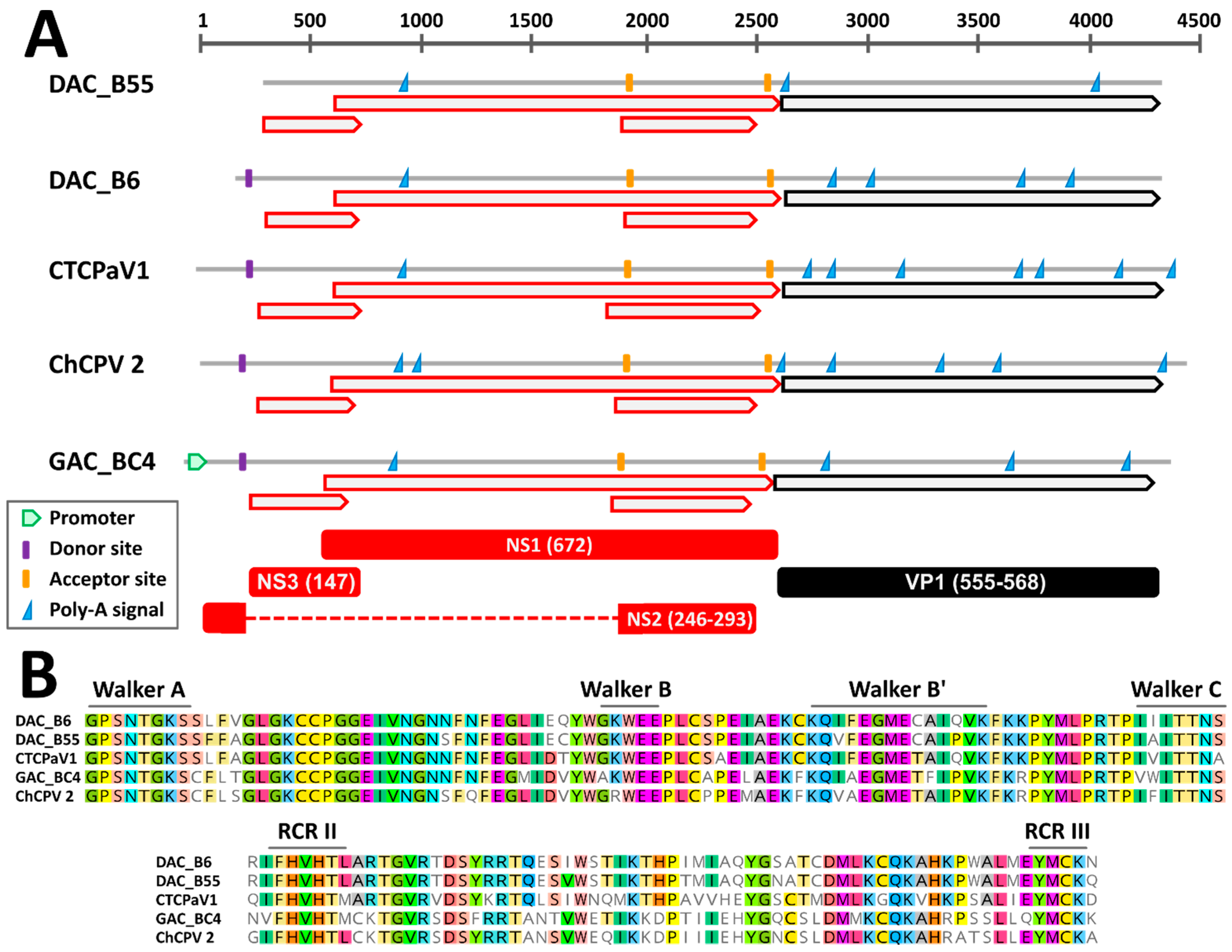 Viruses 13 00193 g001