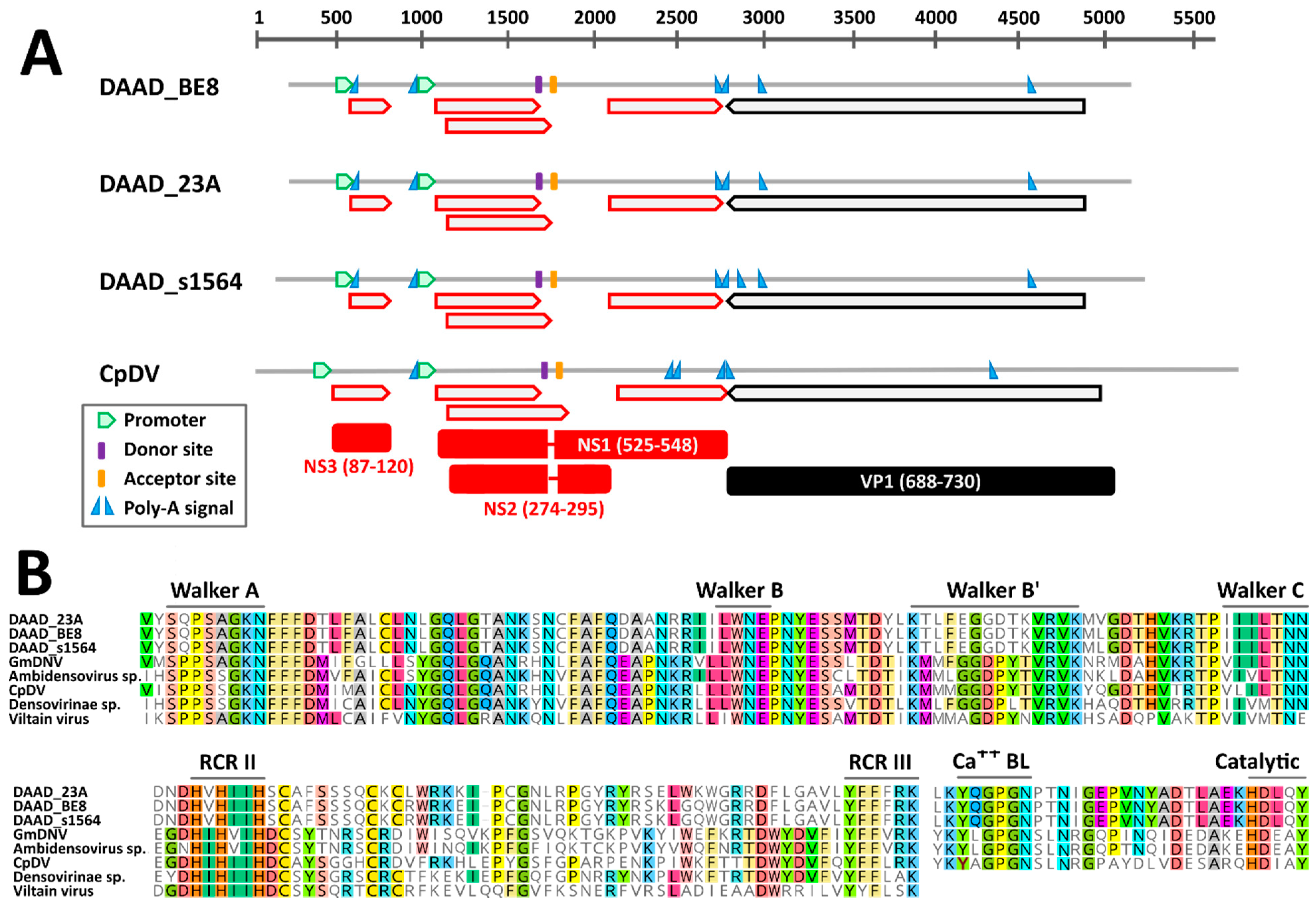 Viruses 13 00193 g003