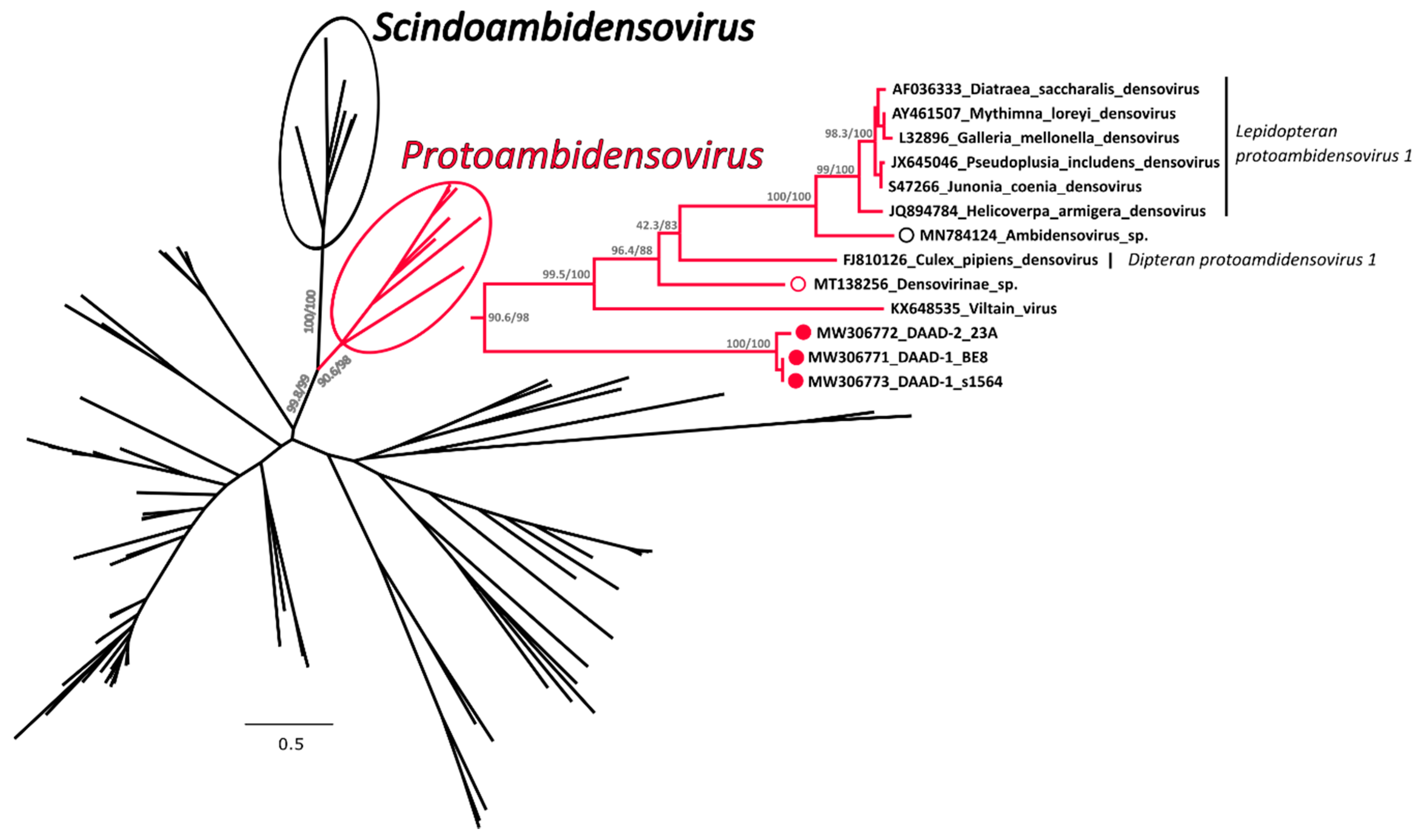 Viruses 13 00193 g004