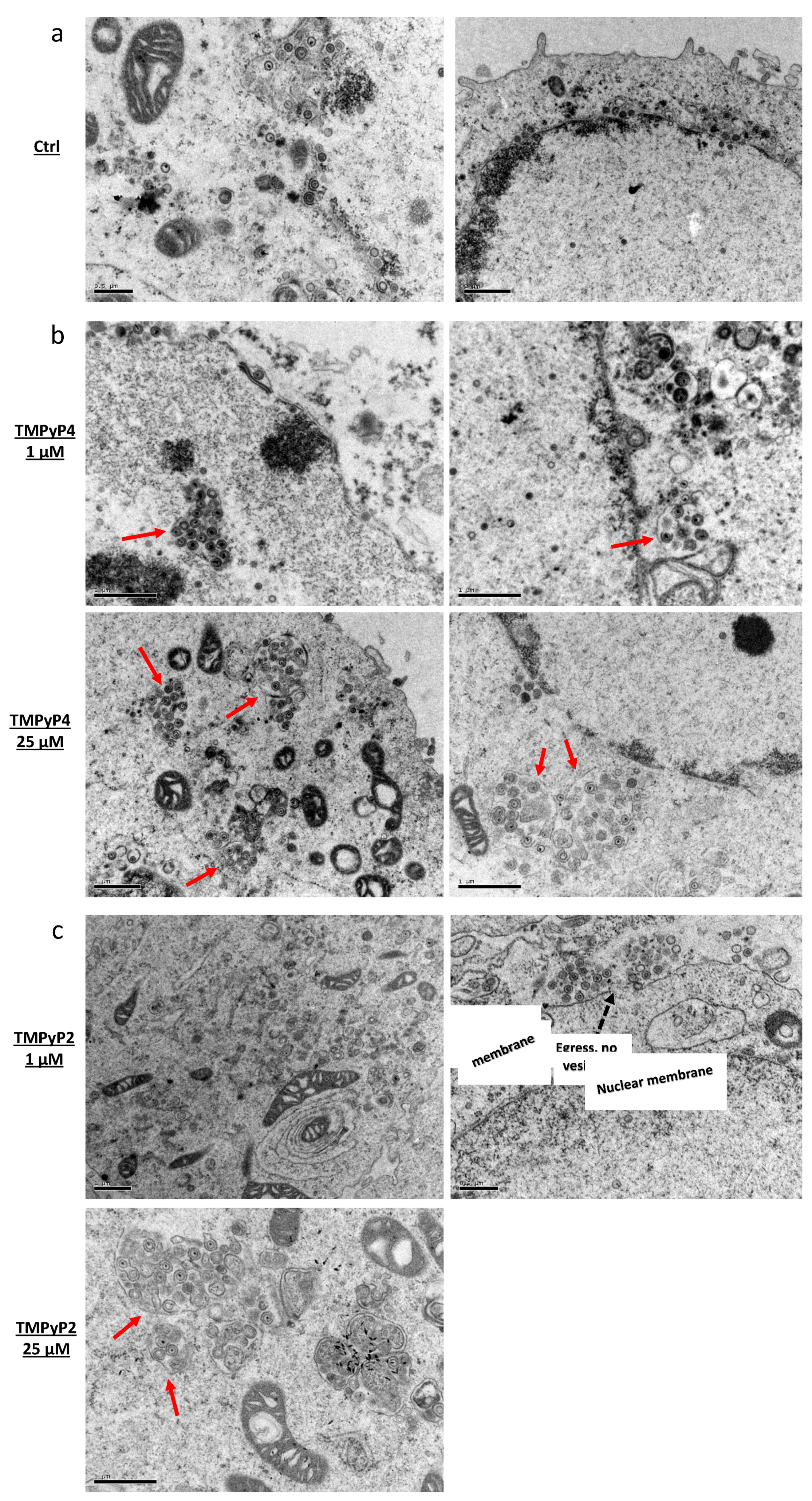 Viruses 13 00196 g008 Viruses 13 00196 g008