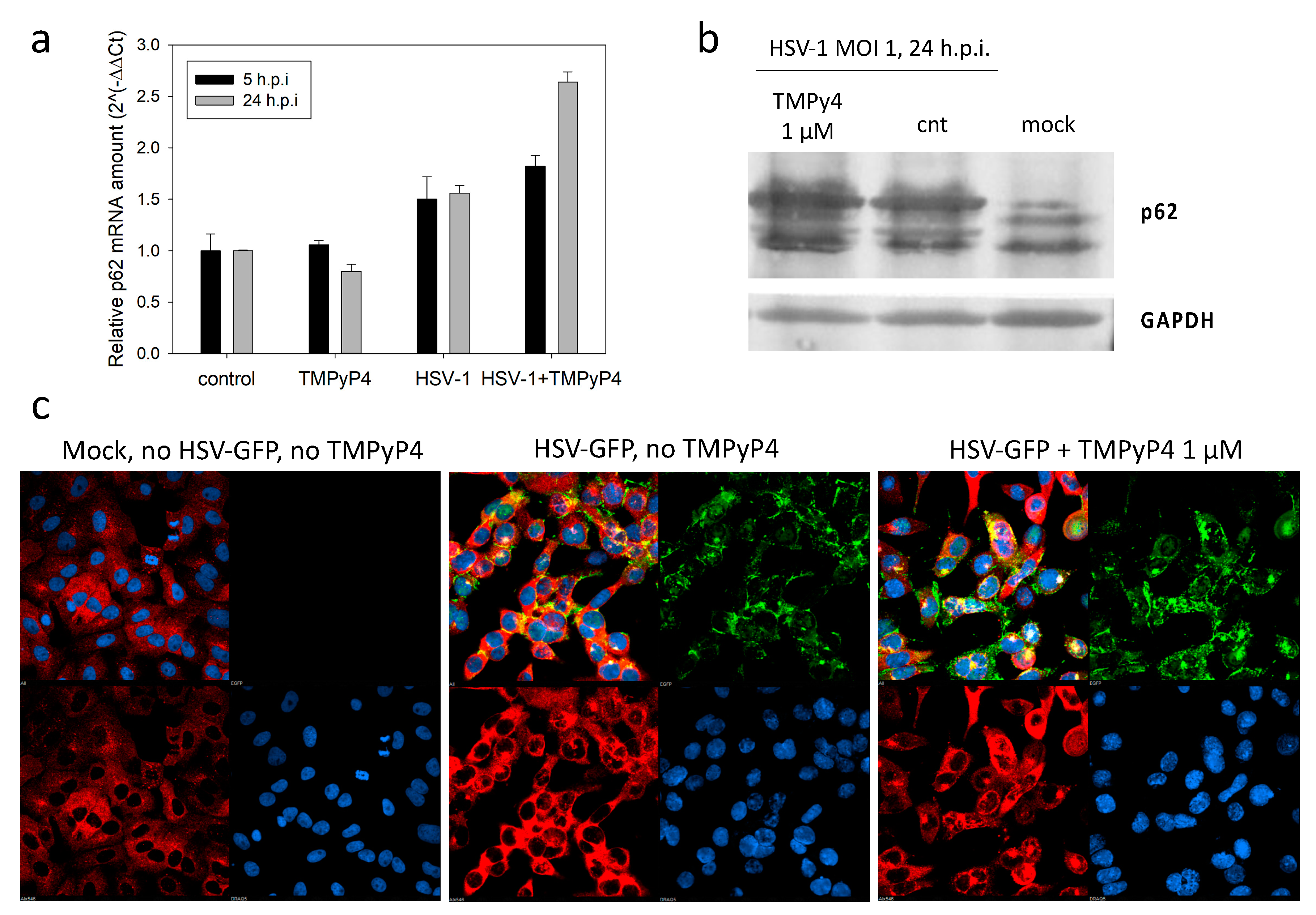 Viruses 13 00196 g009 Viruses 13 00196 g009