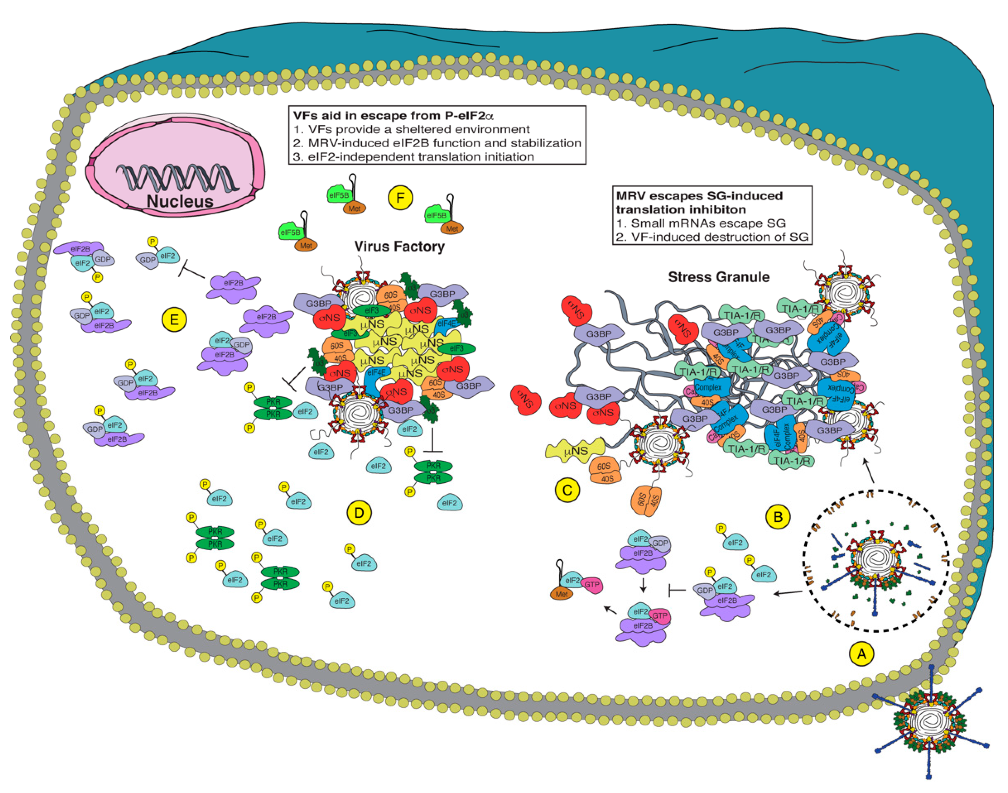 Viruses 13 00200 g002 Viruses 13 00200 g002