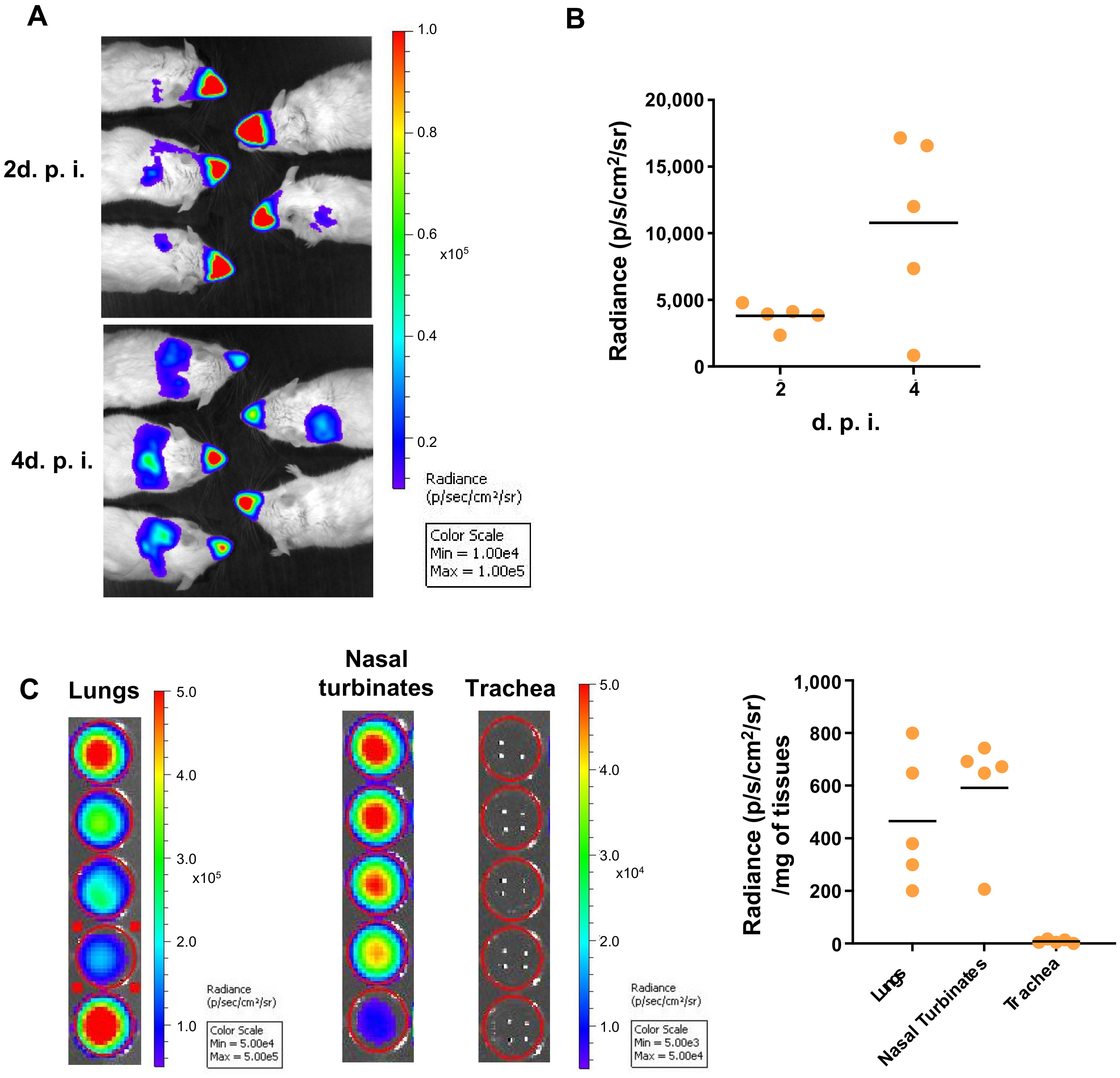 Viruses 13 00201 g001