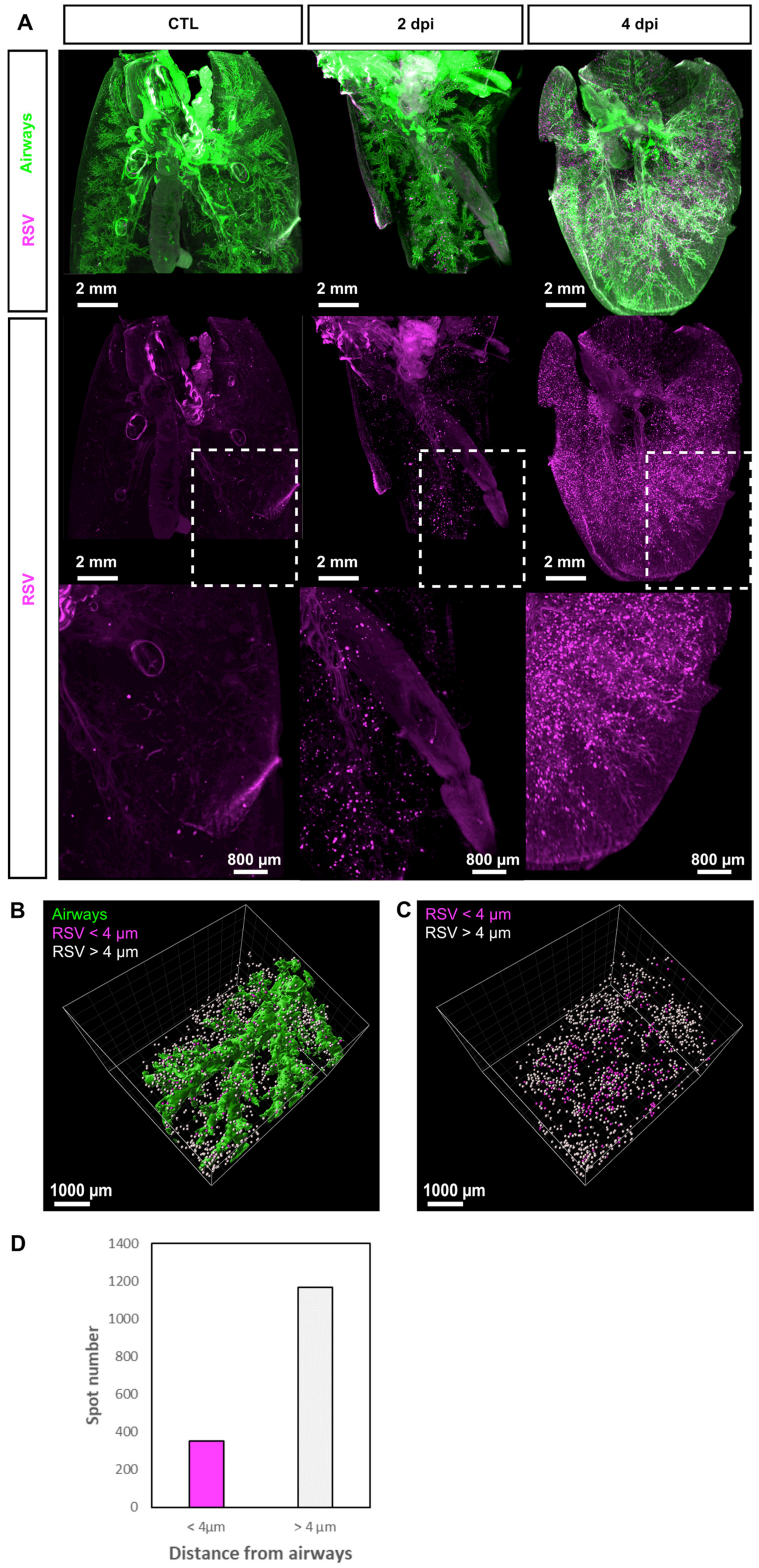 Viruses 13 00201 g002