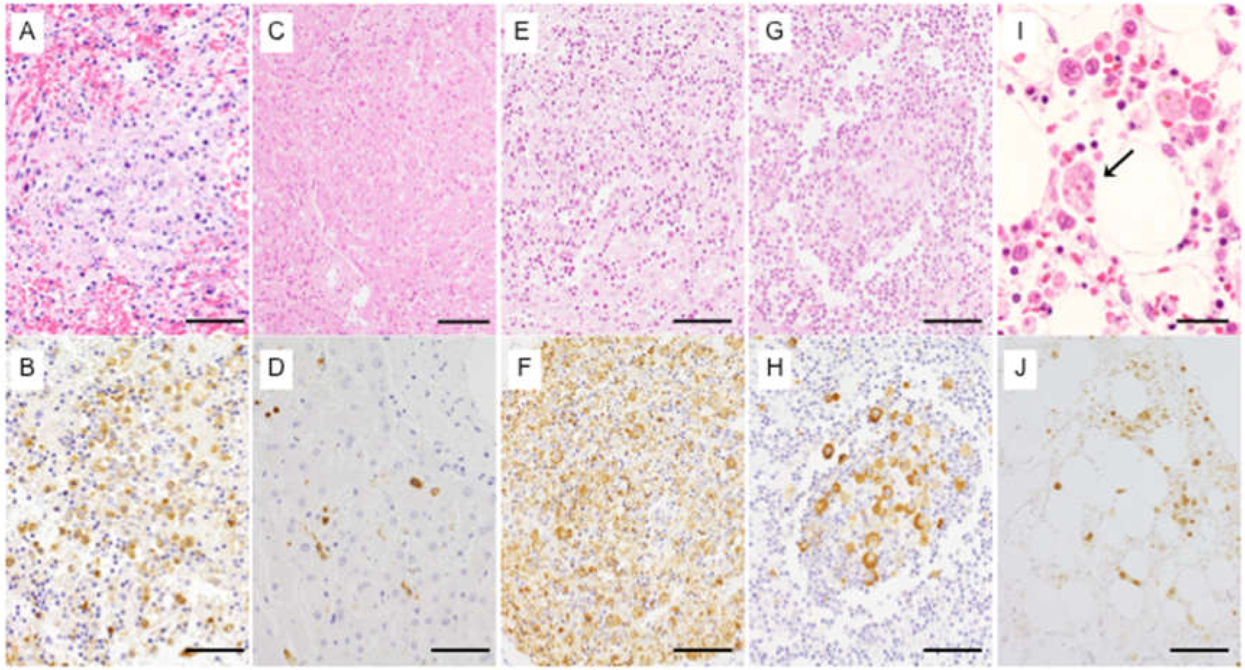 Viruses 13 00204 g001