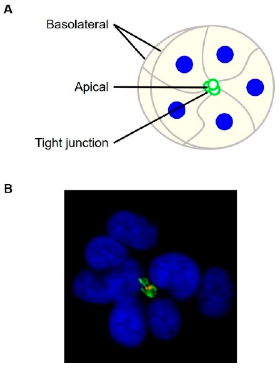 Viruses 13 00211 g001 Viruses 13 00211 g001
