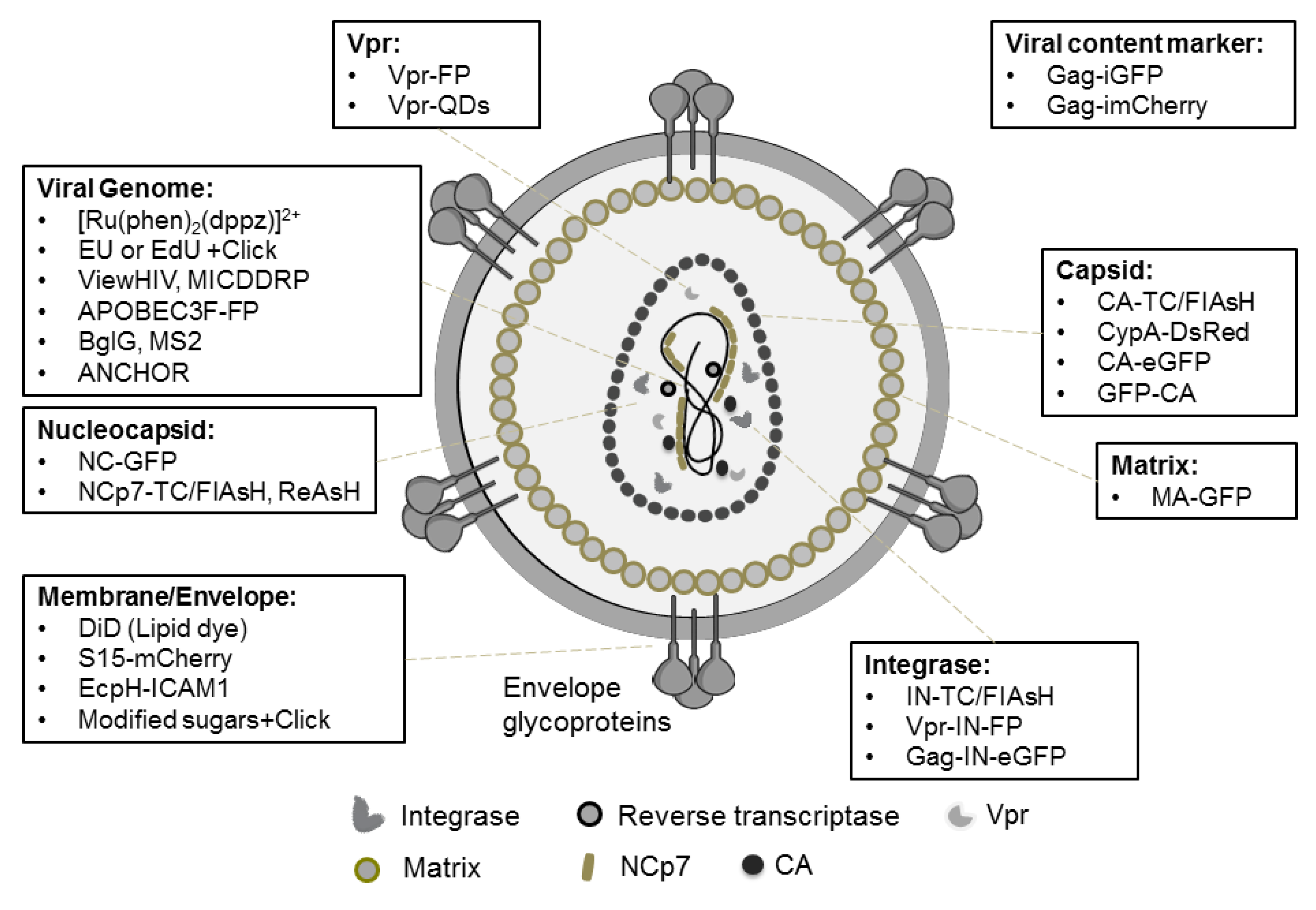 Viruses Free FullText Imaging Viral Infection by Fluorescence