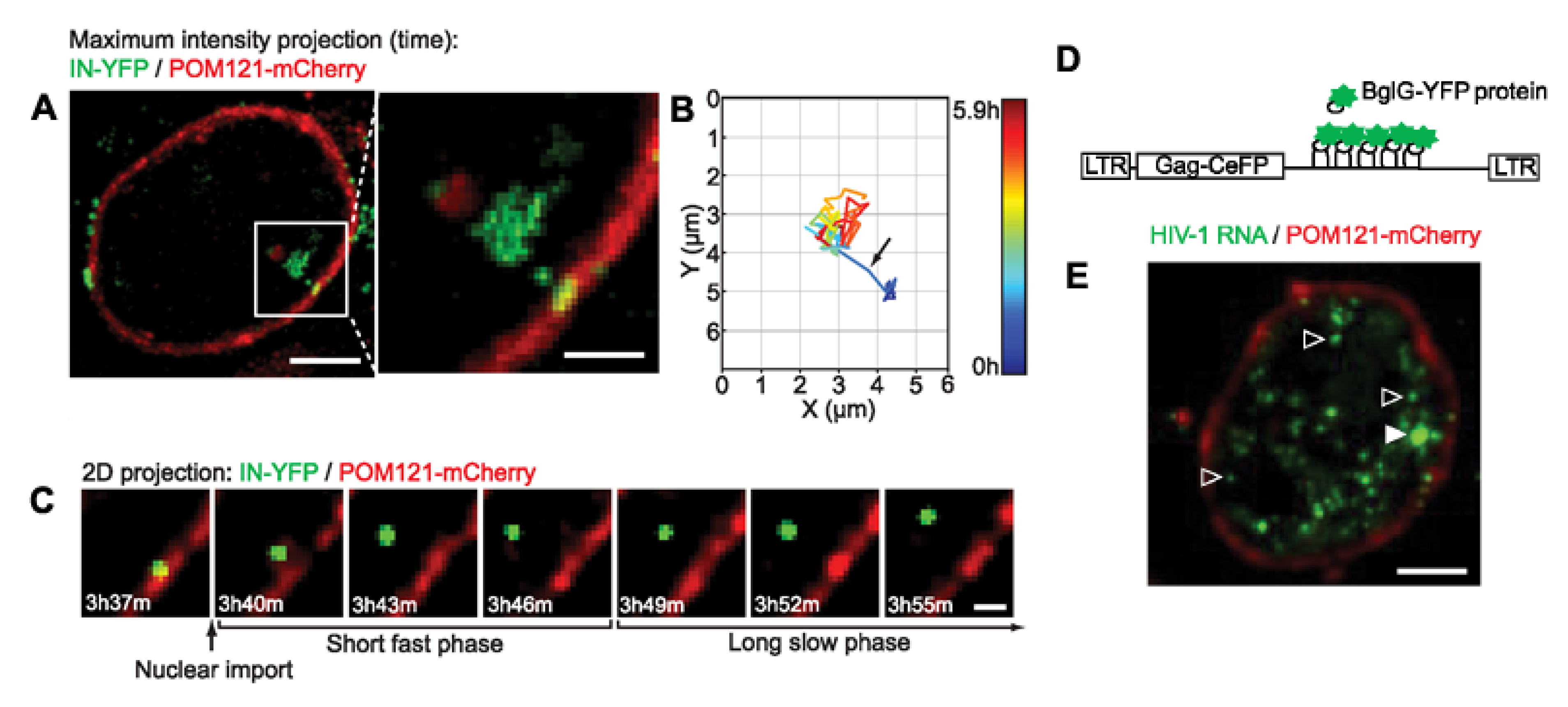 Viruses 13 00213 g005 Viruses 13 00213 g005