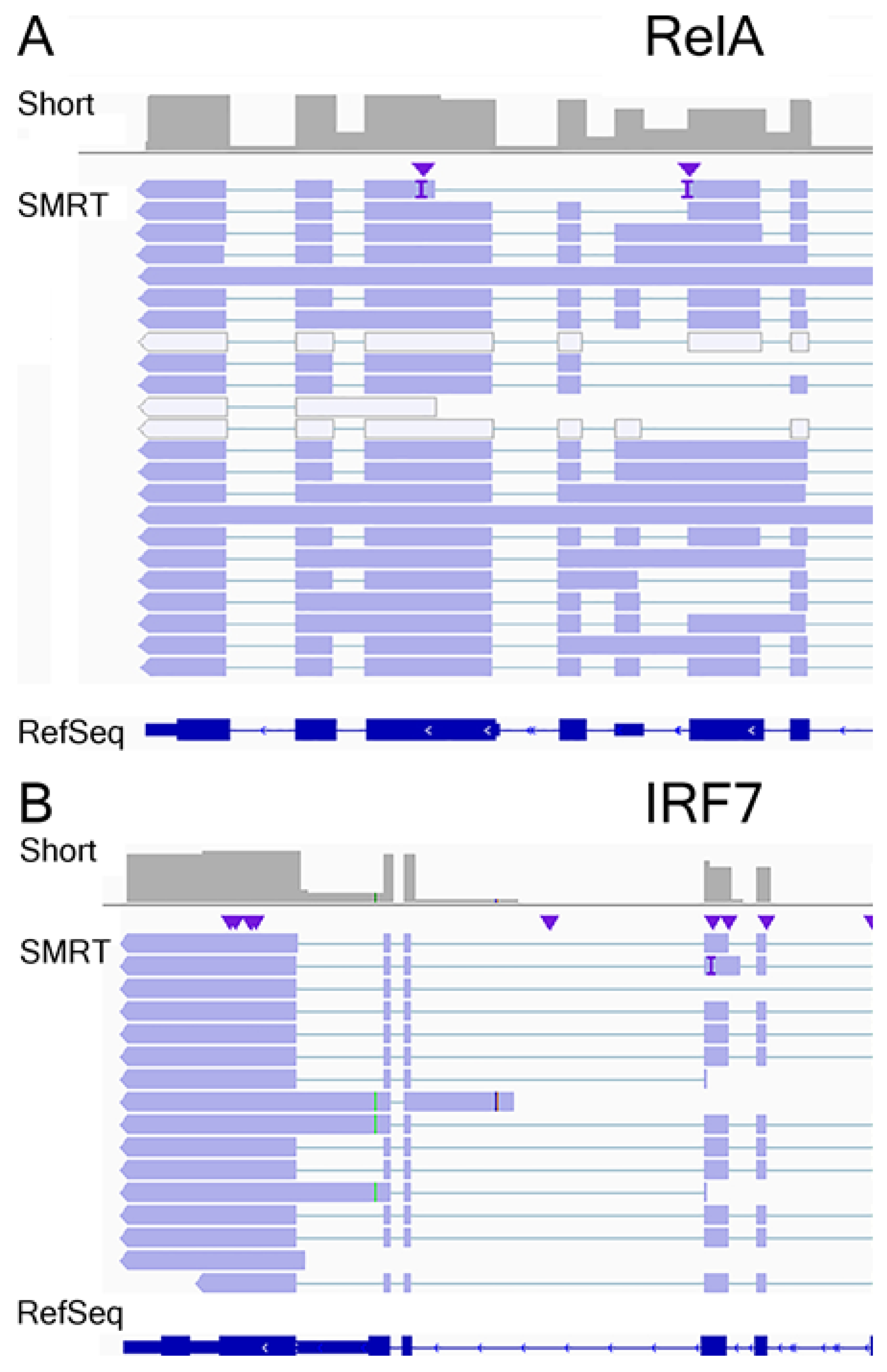 Viruses 13 00218 g007 Viruses 13 00218 g007