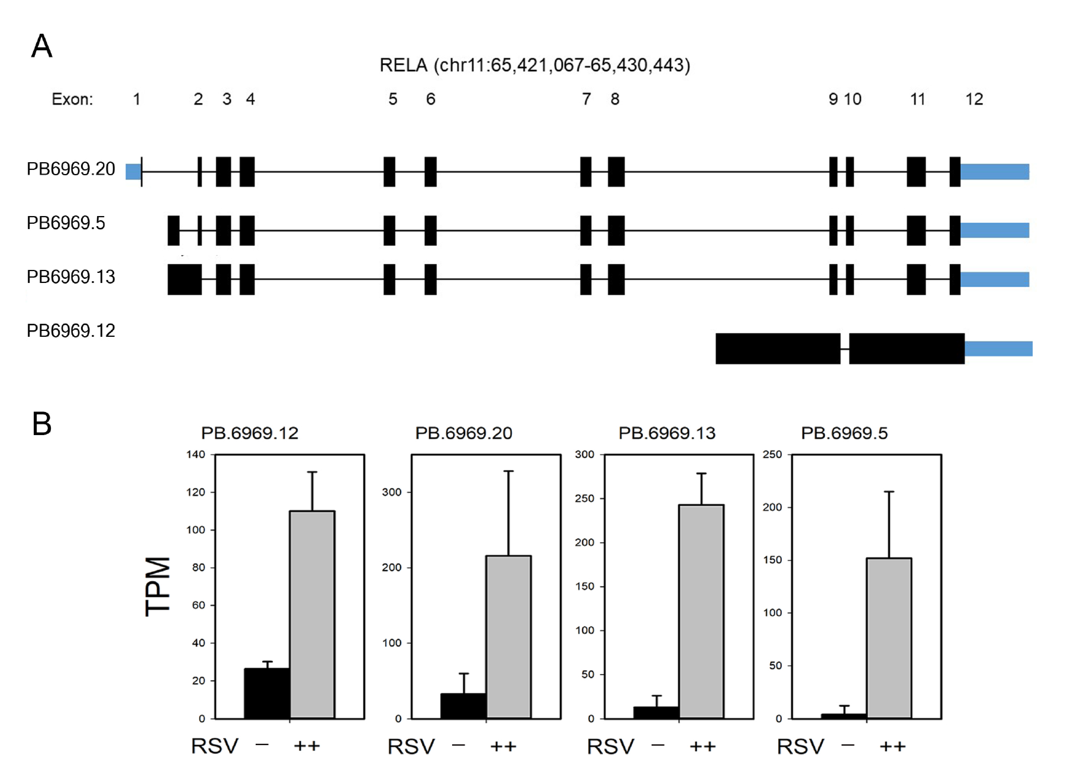 Viruses 13 00218 g008 Viruses 13 00218 g008