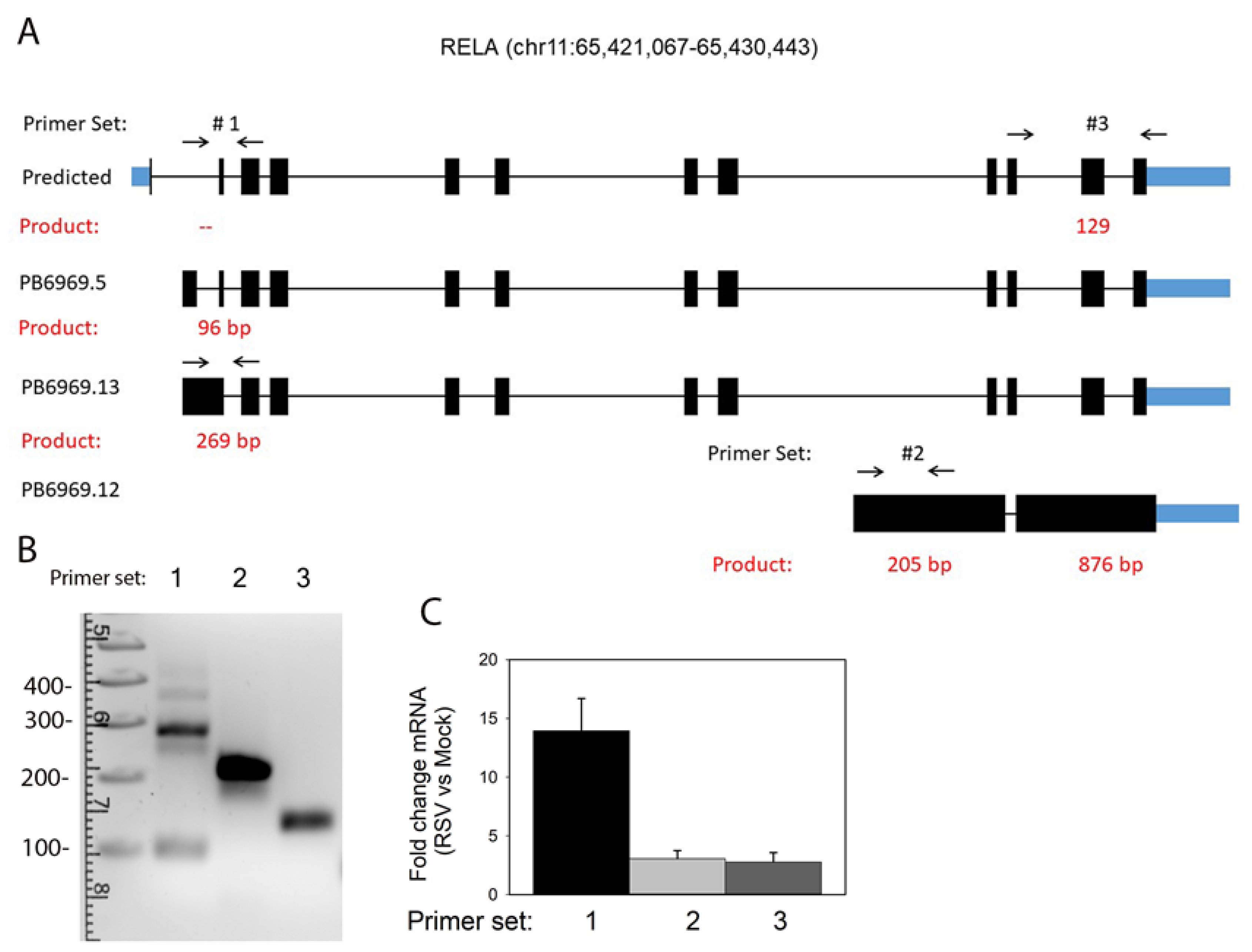 Viruses 13 00218 g010 Viruses 13 00218 g010