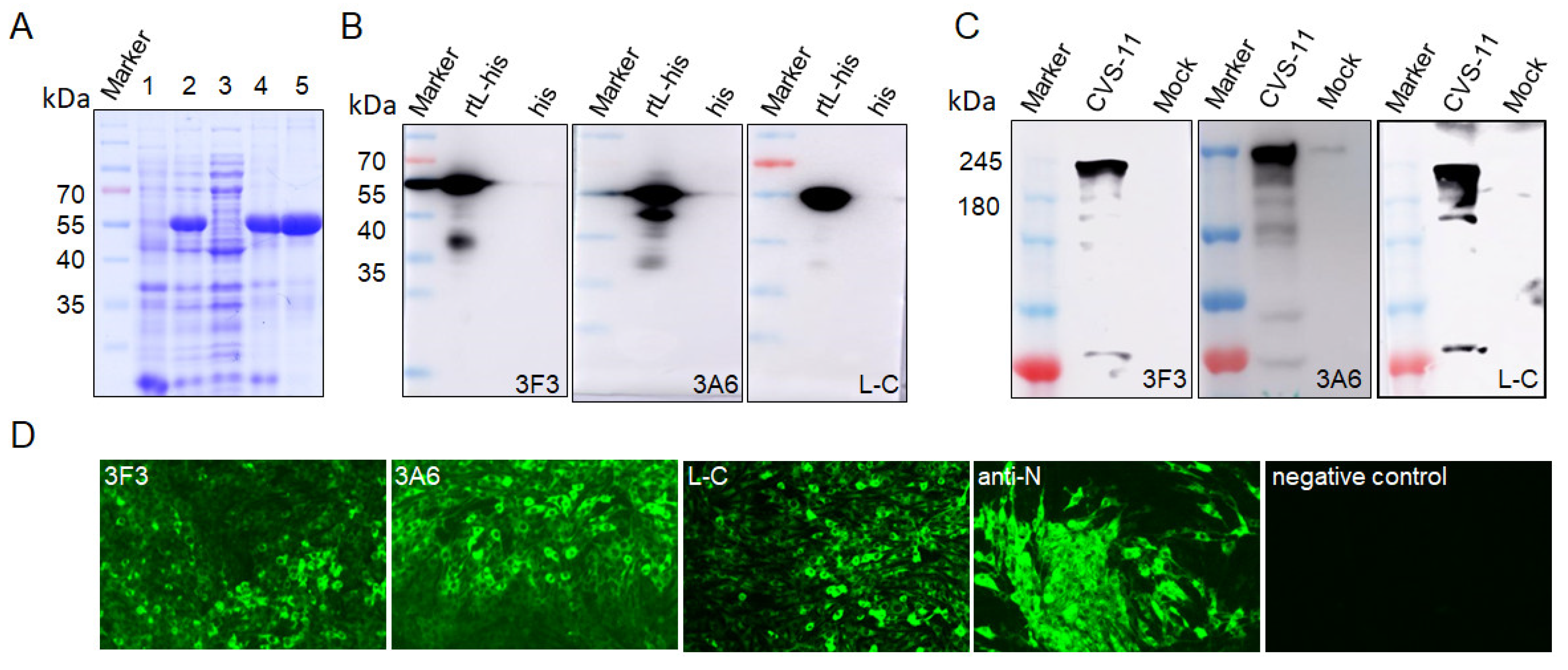 Viruses 13 00220 g002 Viruses 13 00220 g002