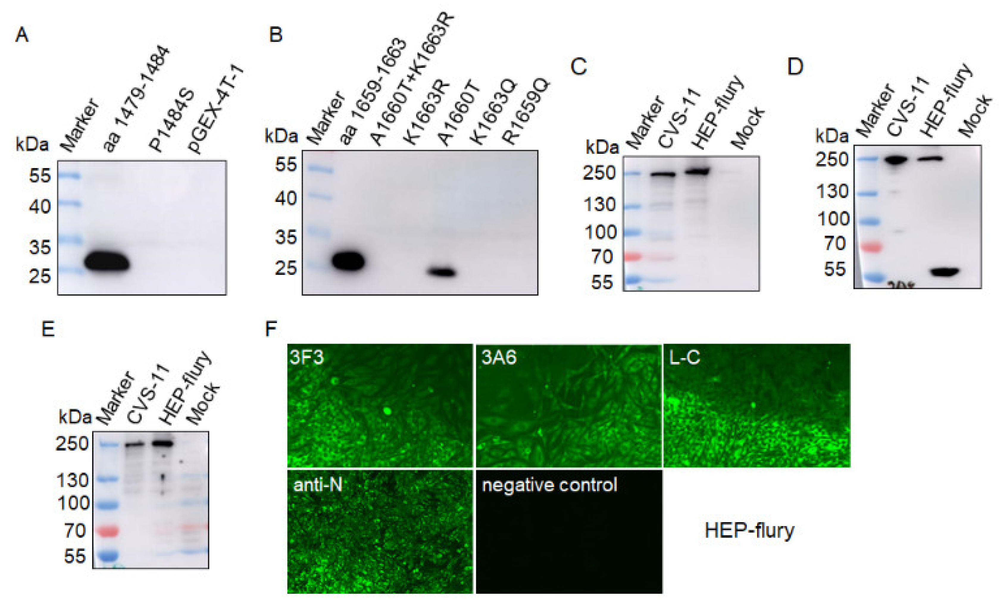 Viruses 13 00220 g008 Viruses 13 00220 g008