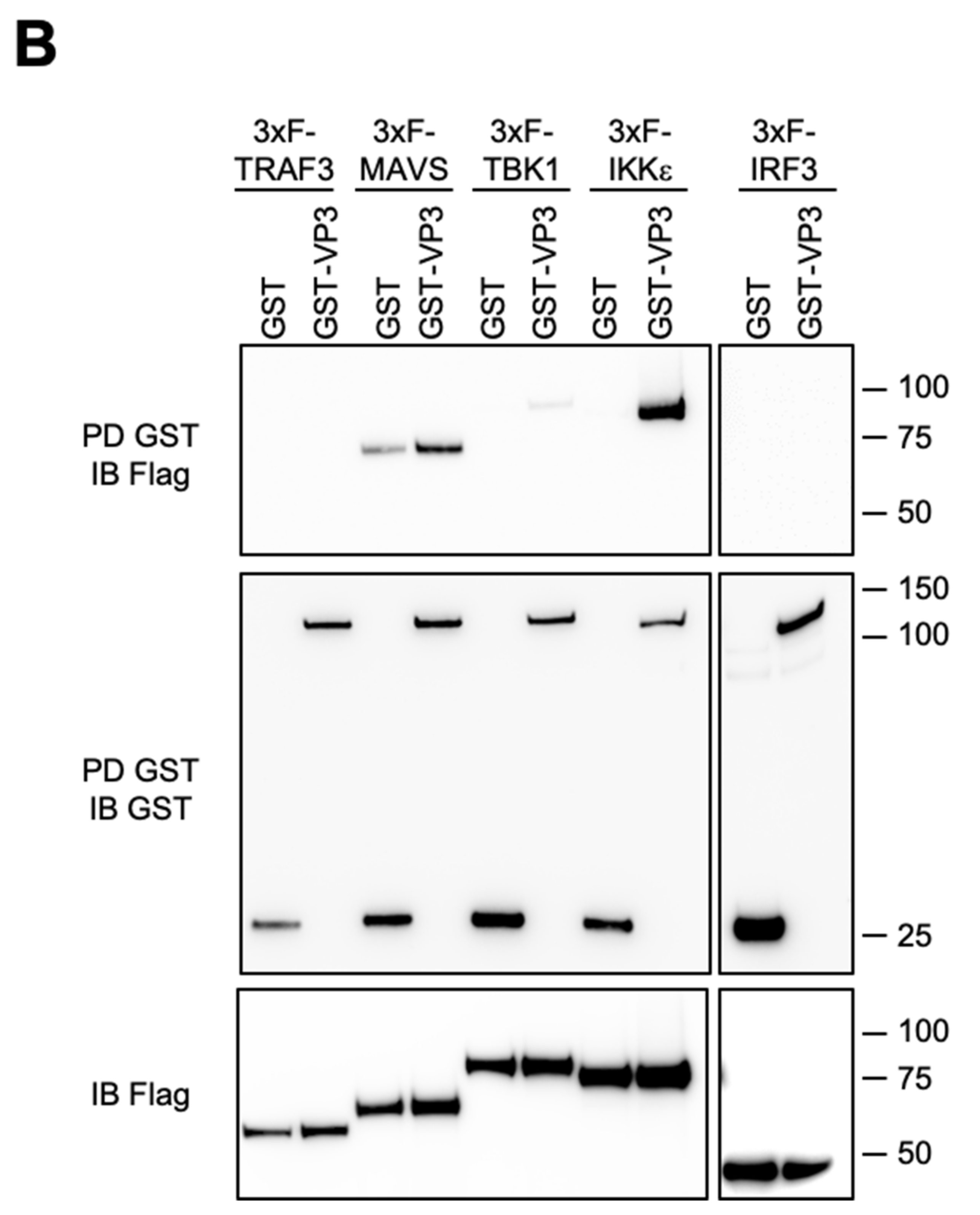 Viruses 13 00230 g002b Viruses 13 00230 g002b