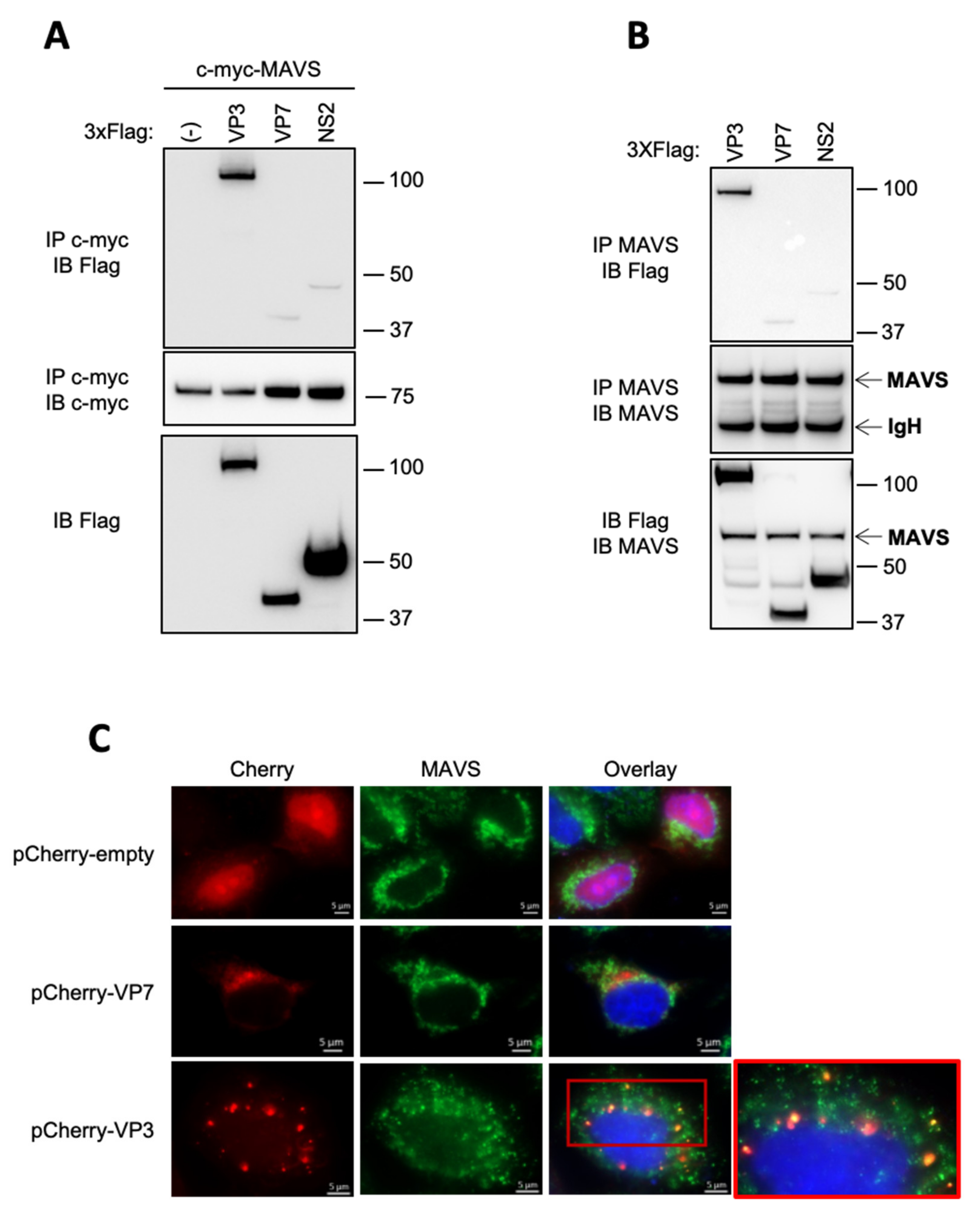 Viruses 13 00230 g003 Viruses 13 00230 g003