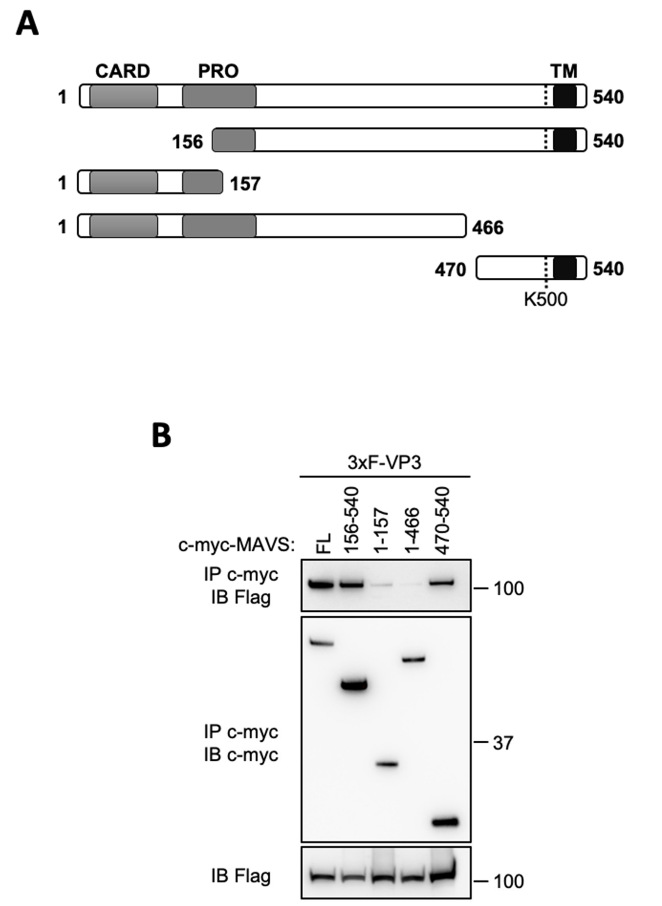 Viruses 13 00230 g004 Viruses 13 00230 g004