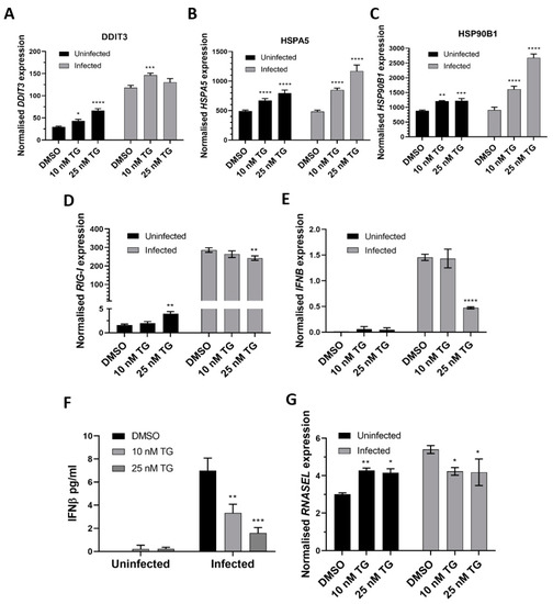viruses free full text thapsigargin is a broad spectrum inhibitor of major human respiratory viruses coronavirus respiratory syncytial virus and influenza a virus html