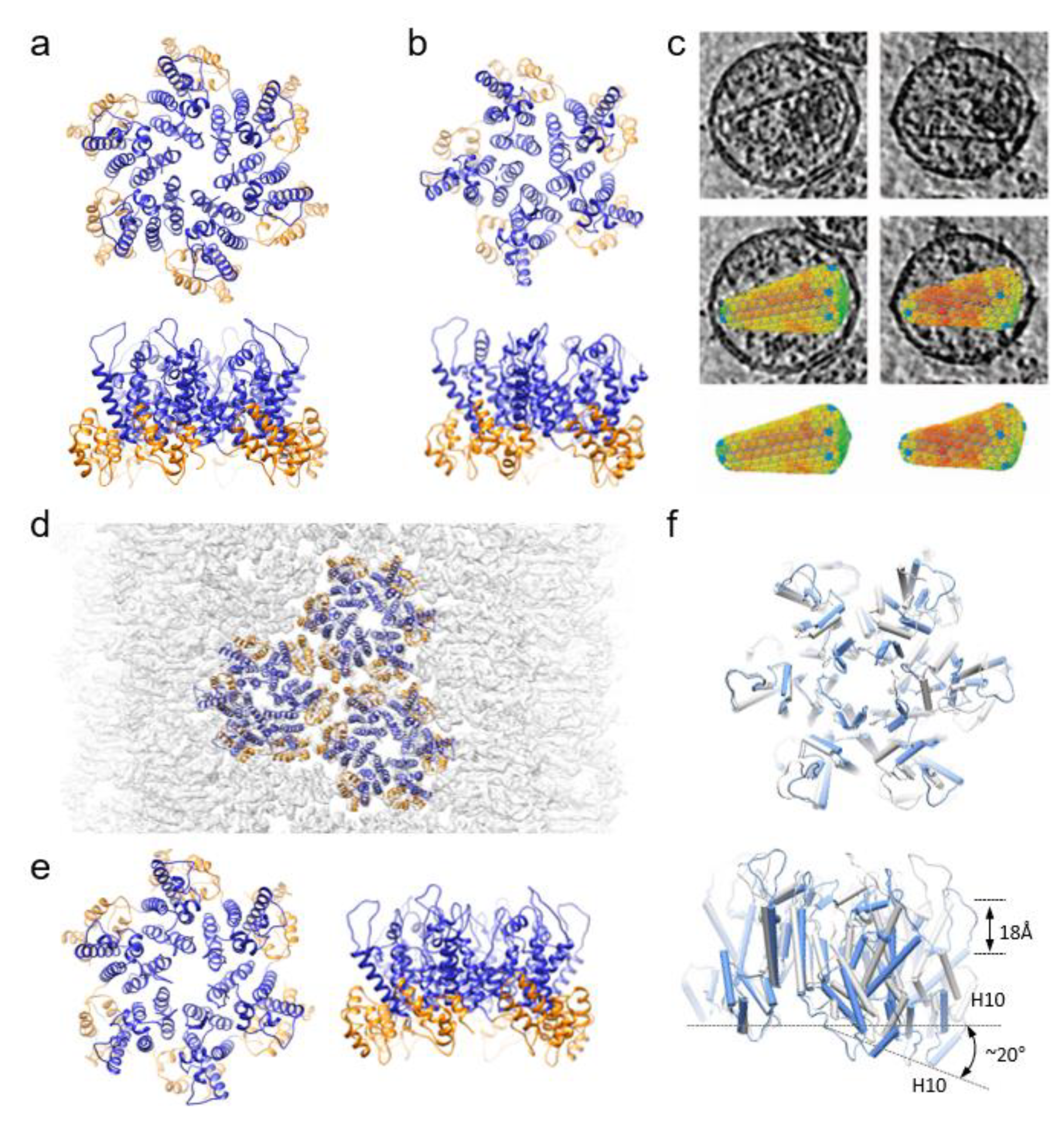 Viruses 13 00246 g001 Viruses 13 00246 g001