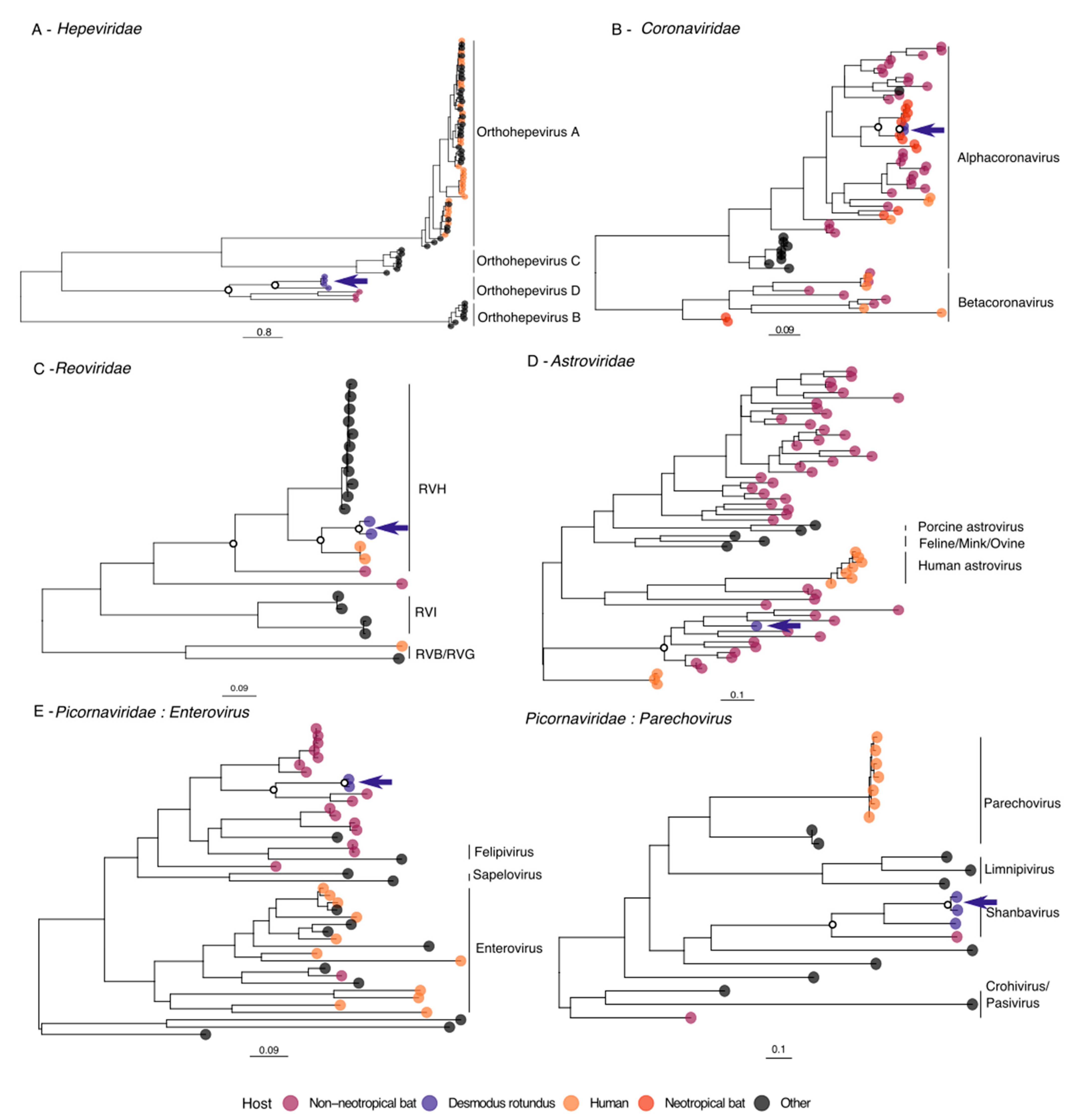 Phylogenetic analysis of bat betacoronavirus (A) and bat rotavirus (RV)