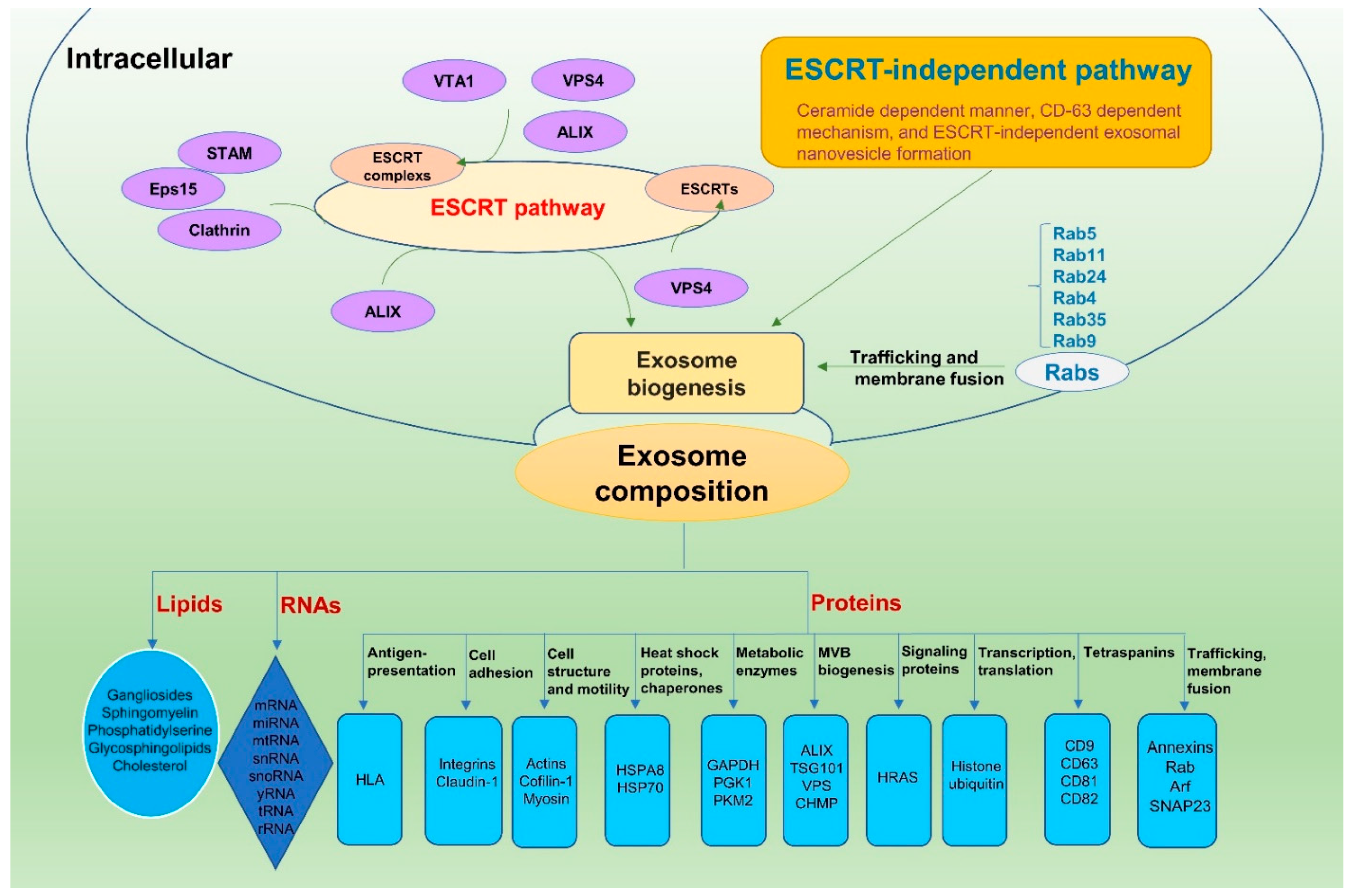 Viruses 13 00256 g001 Viruses 13 00256 g001