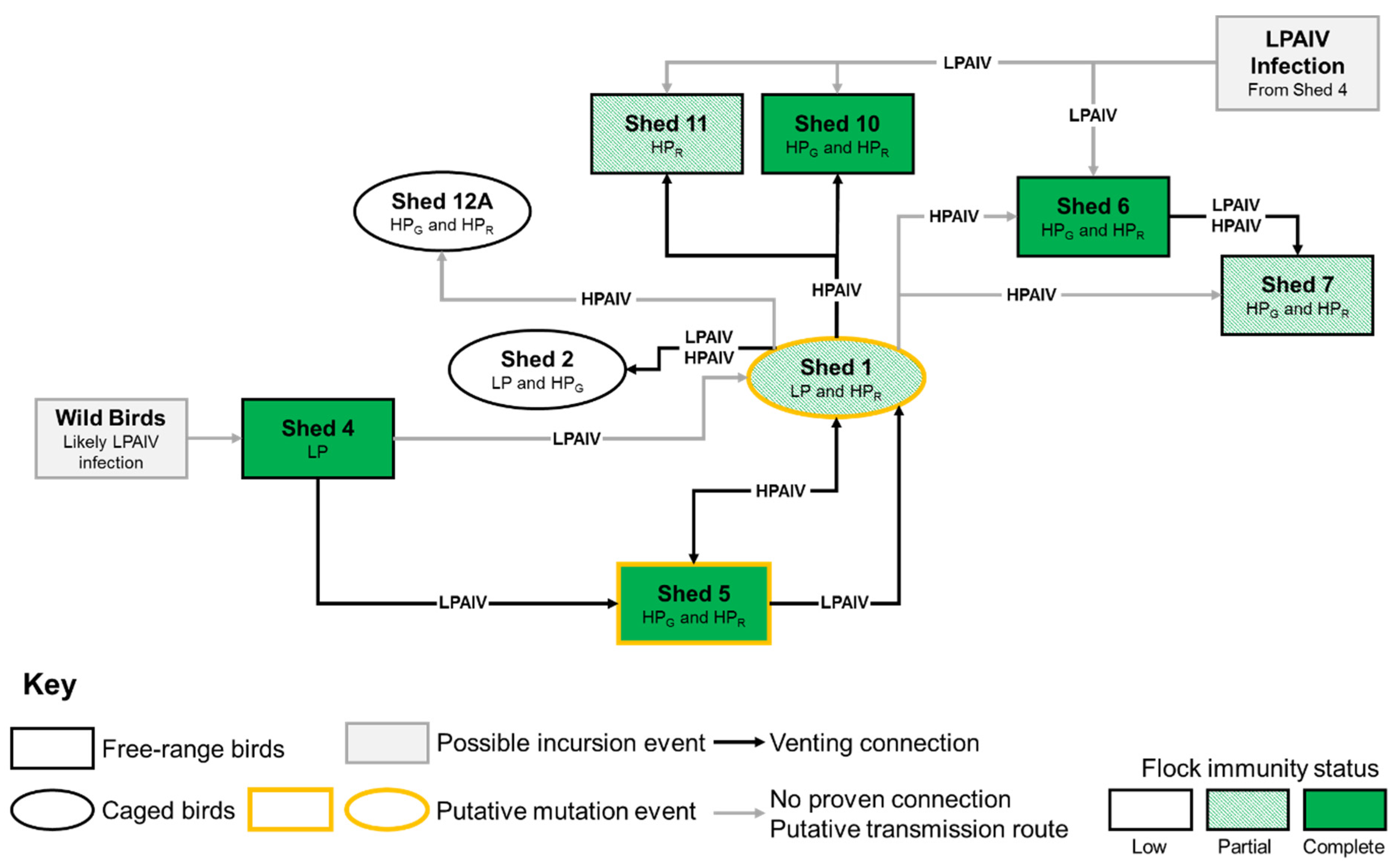 Viruses 13 00259 g006 Viruses 13 00259 g006