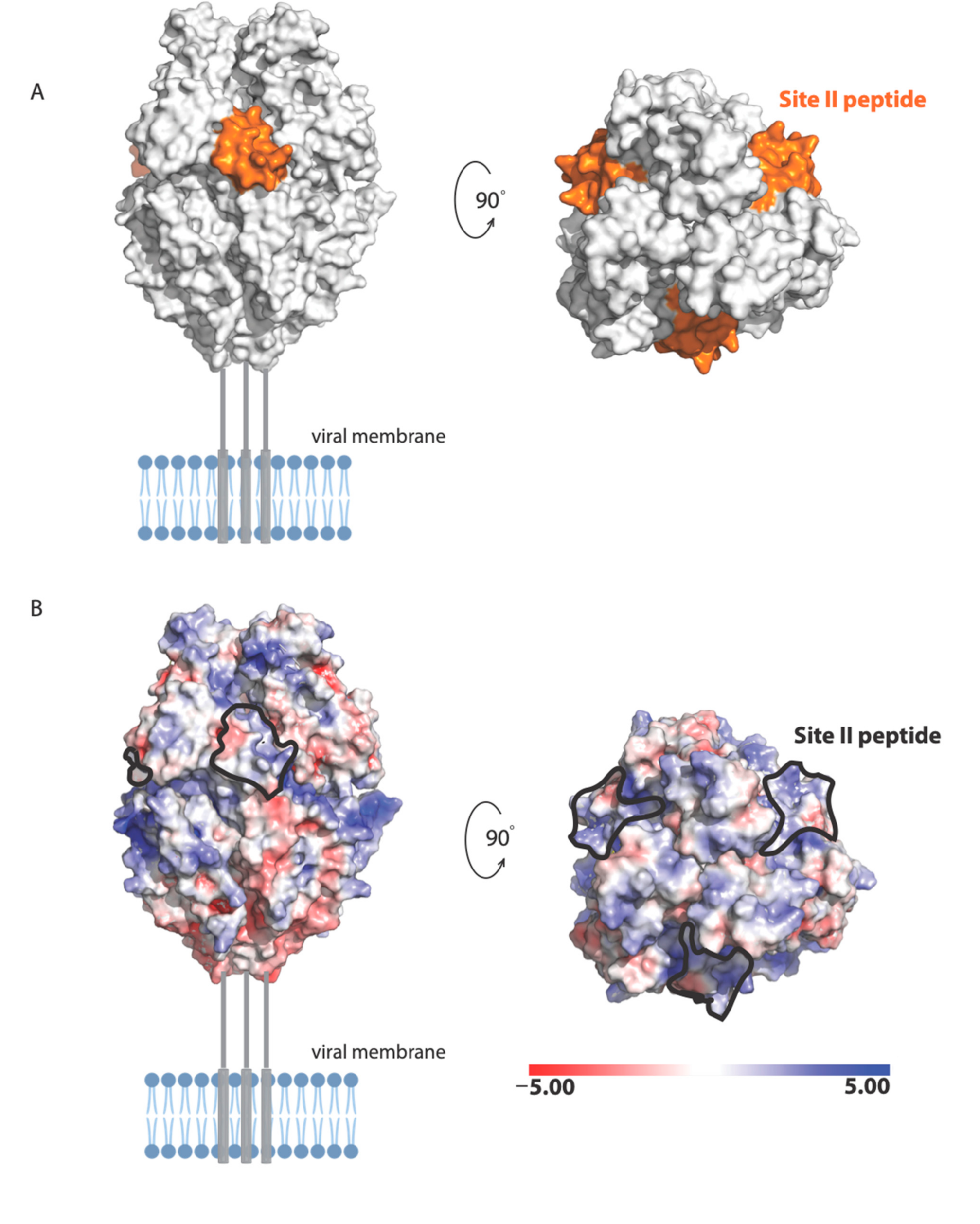 Viruses 13 00261 g008