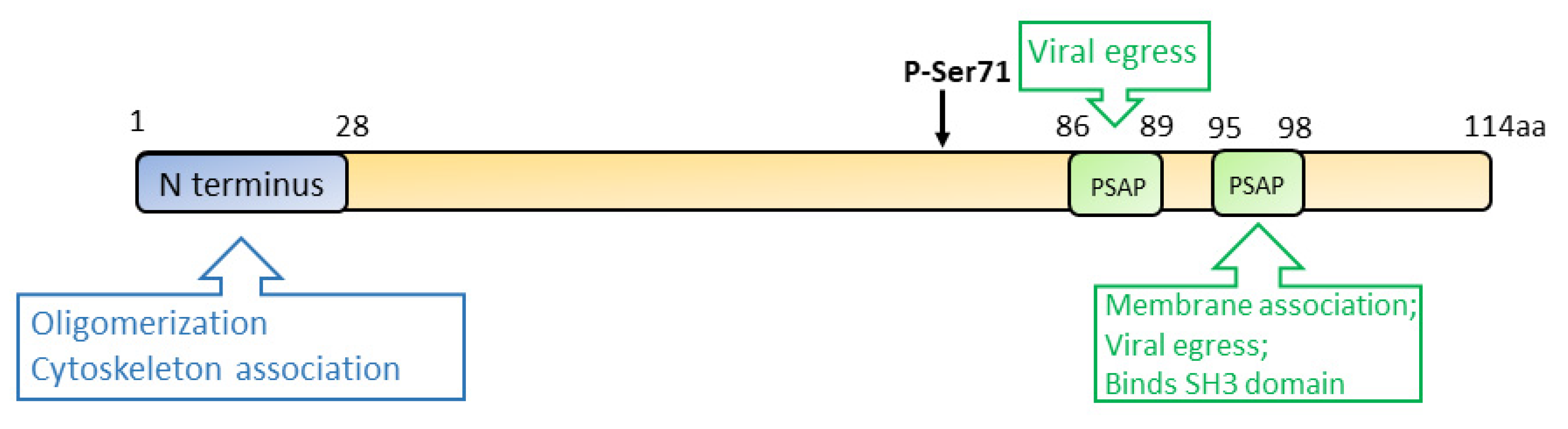 Viruses 13 00267 g004 Viruses 13 00267 g004