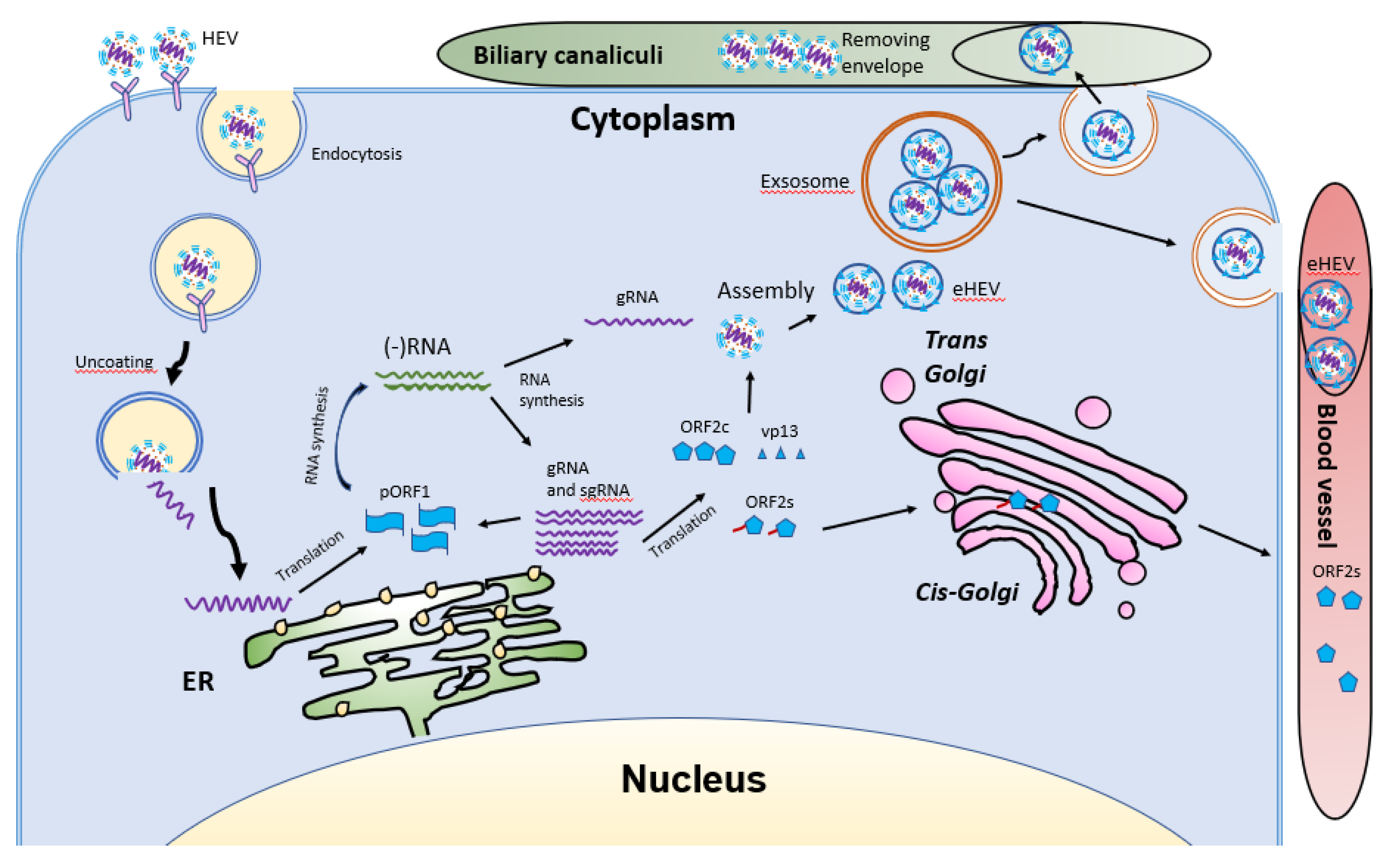Viruses 13 00267 g005 Viruses 13 00267 g005