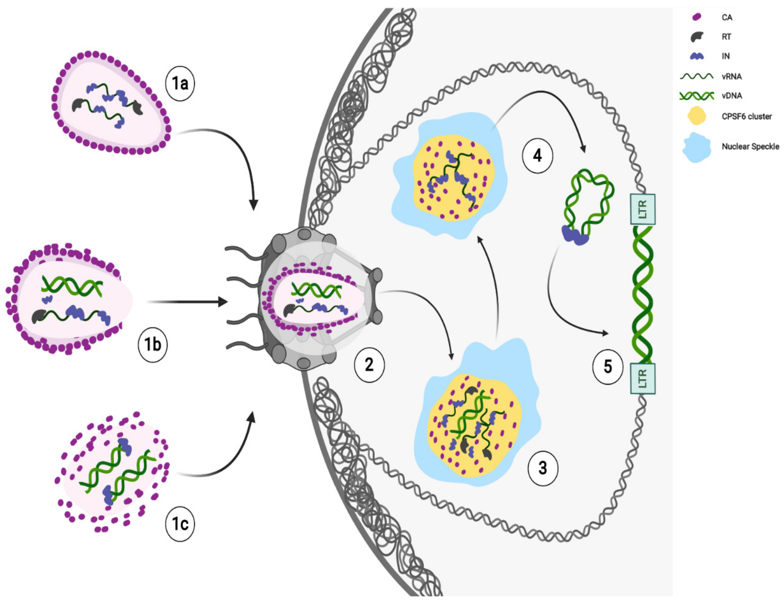 Viruses 13 00273 g001 Viruses 13 00273 g001