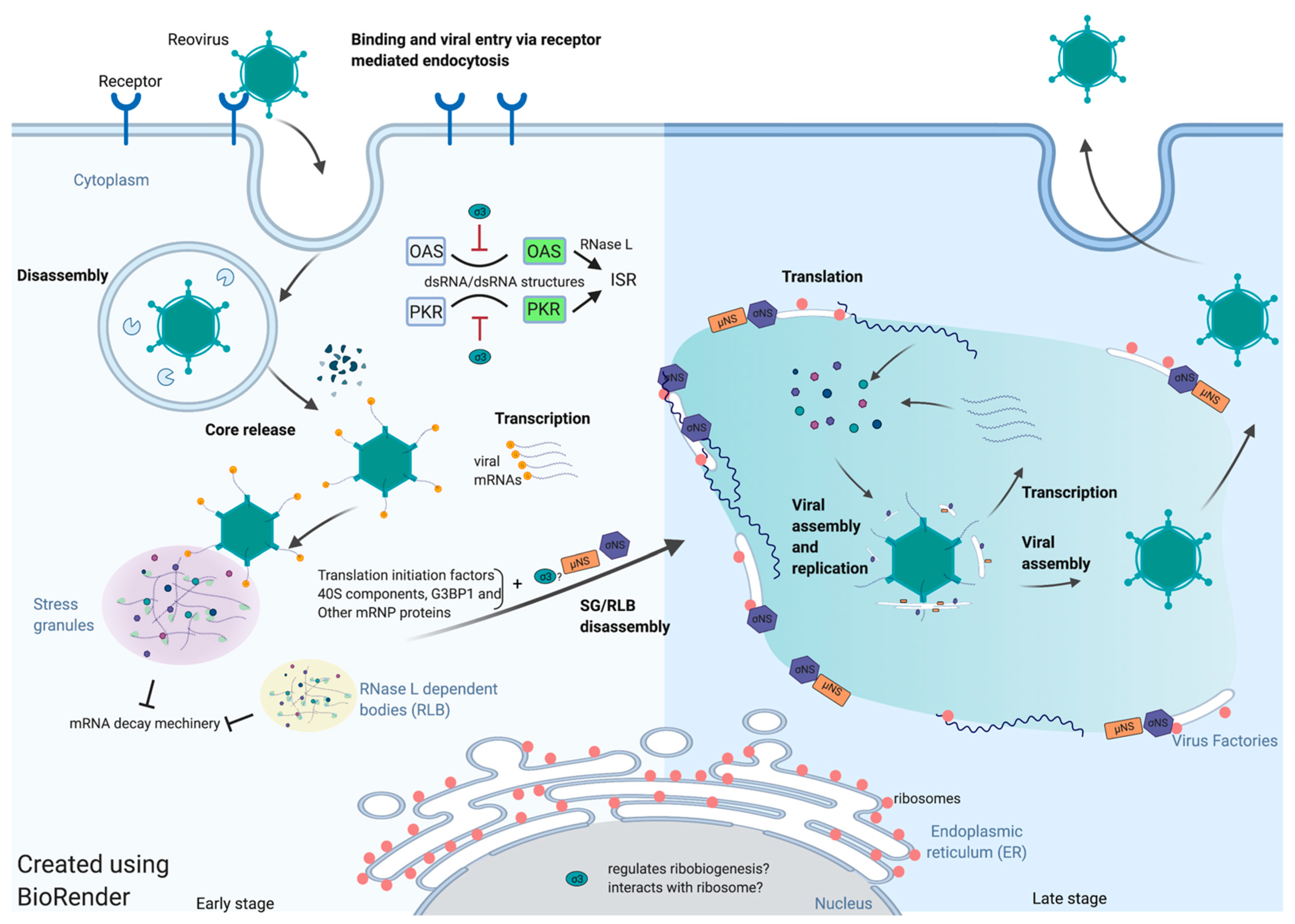 Viruses Free Full Text The Paradoxes Of Viral Mrna Translation During Mammalian Orthoreovirus Infection Html Viruses Free Full Text The Paradoxes Of Viral Mrna Translation During Mammalian Orthoreovirus Infection Html