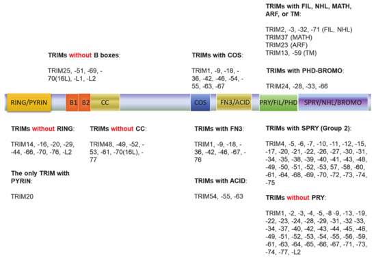 Viruses 13 00279 g002 550