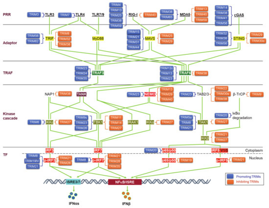 Viruses 13 00279 g003 550