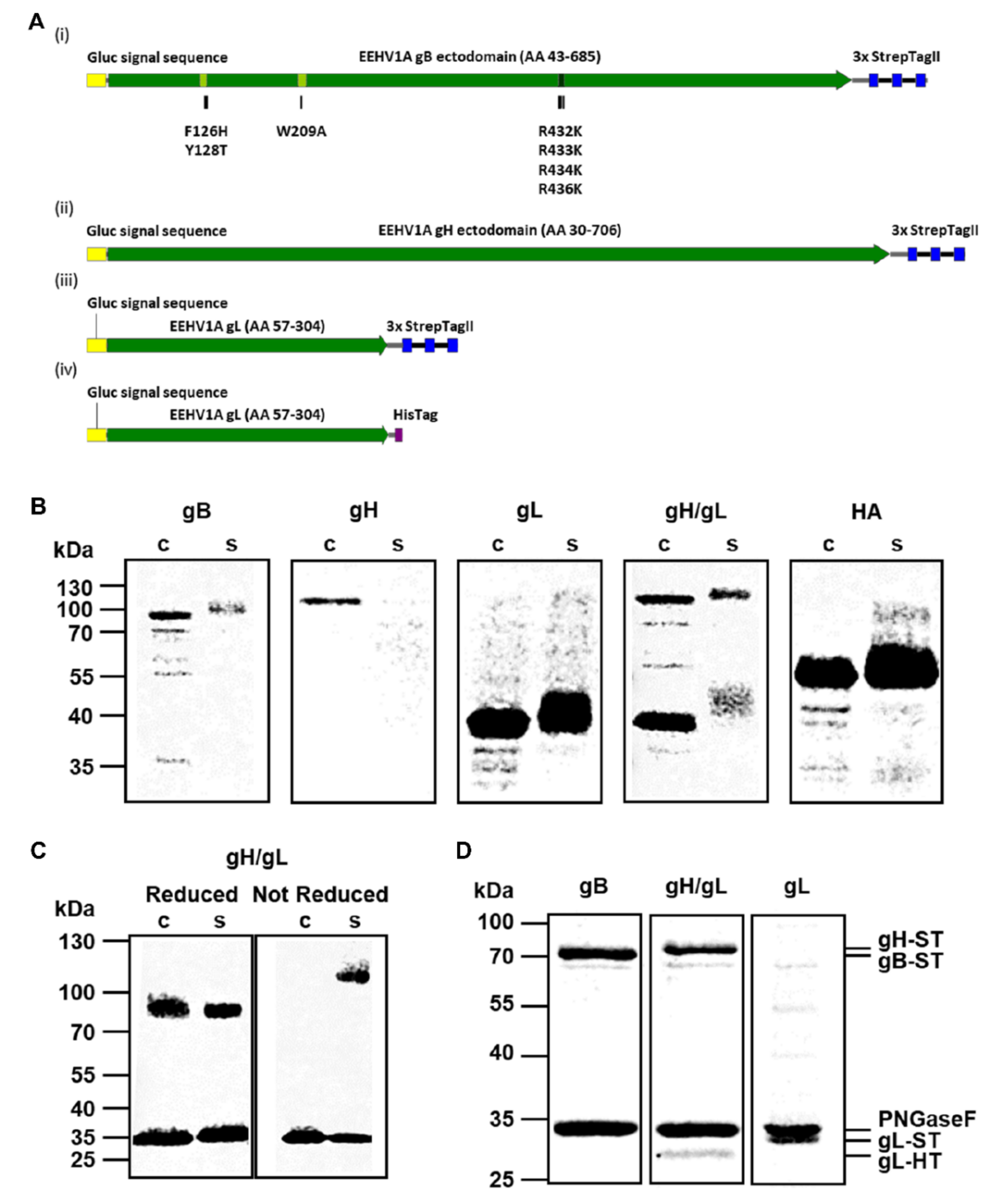 Viruses 13 00283 g001